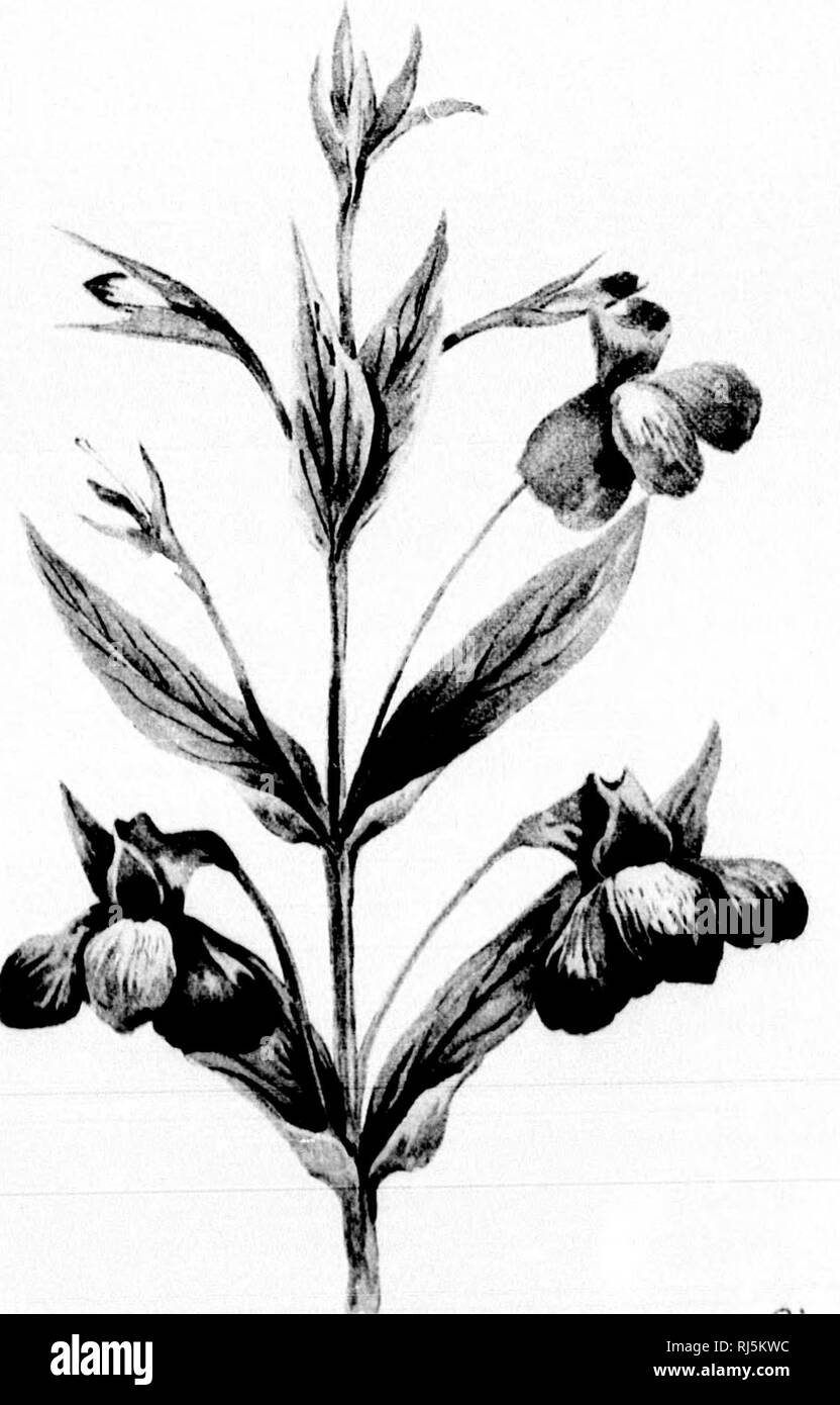 . Kanadischen wilden Blumen [microform]. Wilde Blumen - Kanada bildnerischen Werke; Fleurs sauvages - Kanada Ouvrages illustrés. 4^. Bitte beachten Sie, dass diese Bilder sind von der gescannten Seite Bilder, die digital für die Lesbarkeit verbessert haben mögen - Färbung und Aussehen dieser Abbildungen können nicht perfekt dem Original ähneln. extrahiert. Ross, John Hugh. [Montreal? : N. n. ] Stockfoto