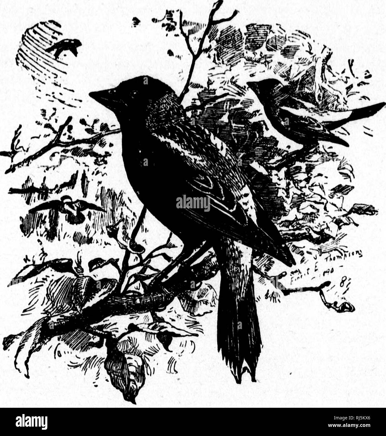 . Einige kanadische Vögel [microform]: einen kurzen Überblick über einige der häufigsten Vögel der östlichen Kanada: Erste Serie - Vögel von Feld und Hain. Vögel - Kanada; Oiseaux - Kanada. 28 Einige kanadische Vögel.. : ^BOBOLINK. Robert von Lincoln ist nicht ein Fremder in einer der mehr beigelegt Bezirke von Kanada. Seine bunten Kleid, sein ausgelassenes Wege und seine fantastischen Song ihm eigentümlich auffällig machen, so dass, wo immer er erscheint er gut bekannt und geliebt. Er ist der Hofnarr des Feldes, ein Wild urkomisch Jester, und so viel zu Mätzchen und Fröhlichkeit, wie sind seine Stipendiaten der Sta Stockfoto