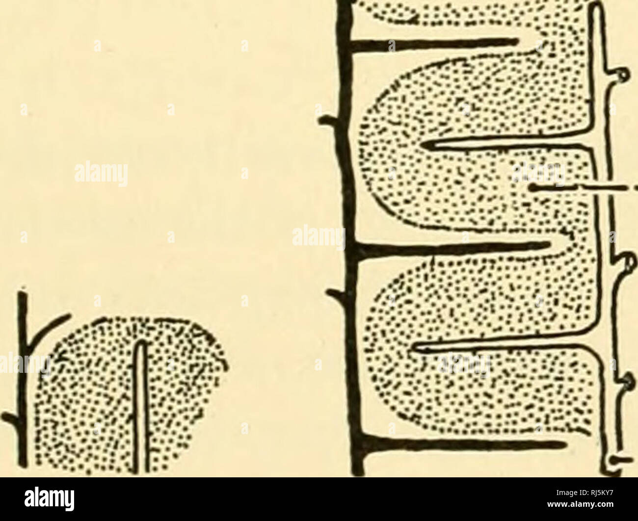 . Stellung Anatomie. Chordata; Anatomie, Vergleichende. Abb. 225.- Leber von einem Schwein. Die läppchen haben artiticially vom Inter-lobular Gewebe geschrumpft, a, b, gallengang; c, Hepatica, d interlobular Vene (ein Zweig des Portals); f, trabekeln;/, zentrale Vene. Sehr vergrößert. (Von der Bremer "Lehrbuch der Histologie, "nach Radasch.) Fr -- PORTAL ADER -. LOBULE - - - LEBERVENE A B C Abb. 226.-A-, B- und C-Pläne von aufeinanderfolgenden Stufen in der Entwicklung der läppchen der Leber. Die Unterteilung der Anlage in die läppchen Leber ist mit Verzweigung der Portal- und Leberfunktion korrelierte Stockfoto