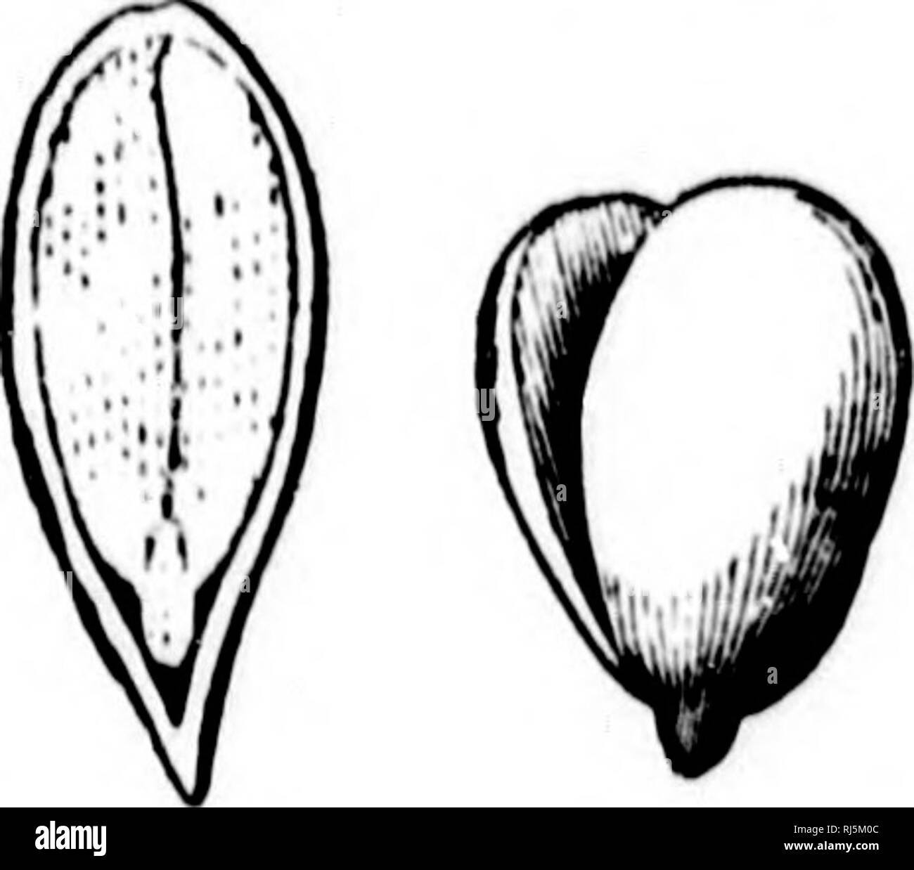 . Landwirtschaft [microform]. Landwirtschaft Die Landwirtschaft. Abb. 2.- Ein Acorn Schnitt Abb. 3. - Eine Uhr () rse-Ch"; stinit in zwei. Schnitt kranken zwei Anzeigen seod verlässt. iiul Tipp. Abb. 4.- Ein Apple-Saatgut. Abb. $ - Kürbis - Seoil. Wir die Samen der Acorn prüfen können, die Rosskastanie, die Apple, die Erbse, Bohne, und der Kürbis, und wir finden sie alle gemacht oder gemeinsam in nuich die gleiche Form zu bringen. Wenn wir oi) en bis andere Samen, howexer, haben wir einige, die nur eine. Samen haben finden können - Blatt, und einige, die mehr als zwei haben. Was tun Sie in der Ahorn Samen finden? Das Keimen des Skkd. - Wenn ein Samen anfängt zu wachsen, es i Stockfoto