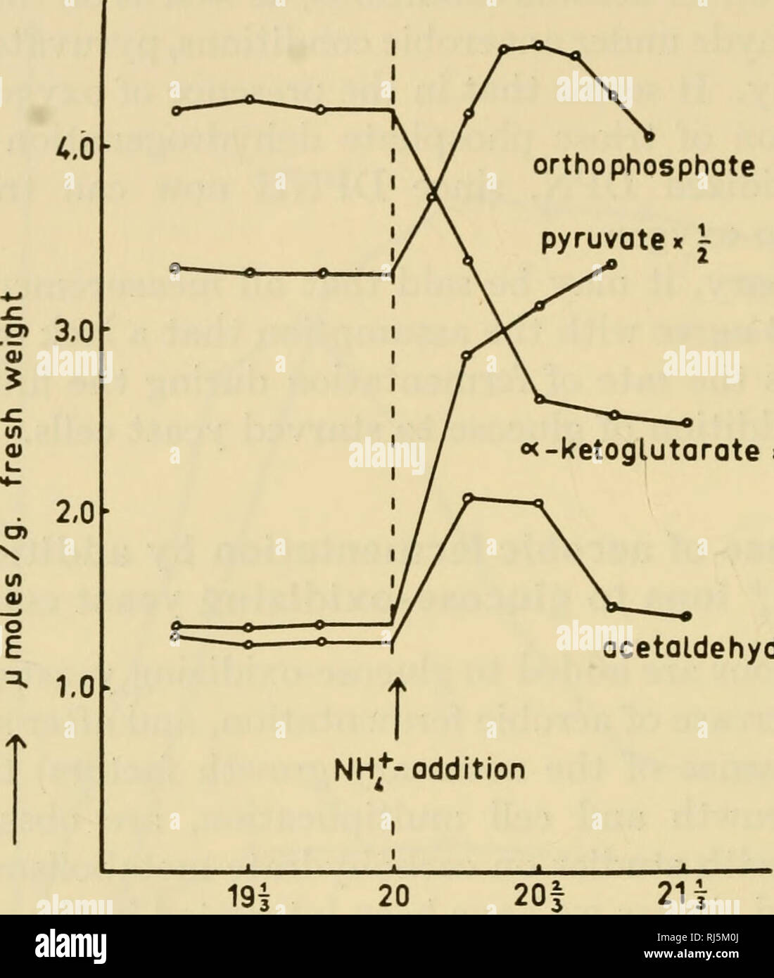 . Ciba Foundation Symposium über die Verordnung des Zellstoffwechsels. Zellstoffwechsel. 284 Helmut Holzer raschen Anstieg der ortho-Konzentration etwa gebracht. Die Erhöhung der ortho-Konzentration führt zu einer beschleunigten triose Phosphat Dehydrierung durch eine Erhöhung der Pyruvat und Acetaldehyd orthophosphat Pyruvat X gefolgt. "Α-KETOGLUTARAT "j Acetaldehyd,> Minuten nach Zugabe von Glukose Abb. 5. Änderungen der Konzentration des Kohlenhydrats metabohtes nach Zugabe von NH^ Ionen ghicose - brandfördernd Hefezellen. (Von Holzer und Witt, 1958 ein. Reprod Stockfoto