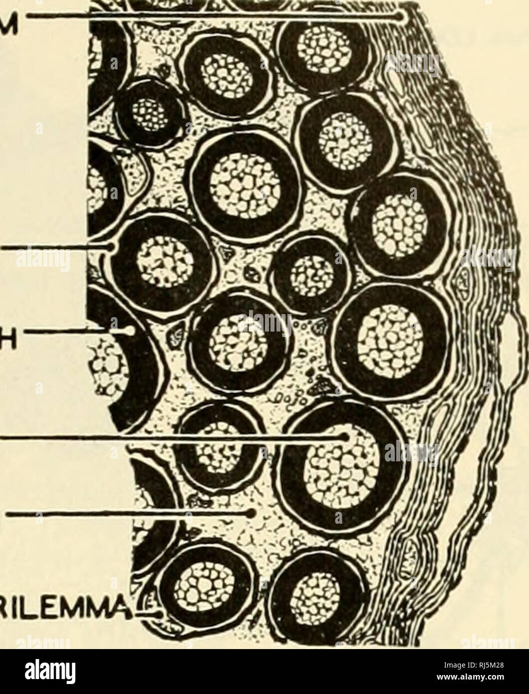 . Die chordates. Chordata. Integrative Systeme 141 111. Ich EPINEURIUM KNOTEN VON RANVIER P = 111 NEURILEMMA MYELINSCHEIDE NEURITE (AXON) - ENDONEURIUM KERN von NEURILEMMAS. Eine LÄNGSNUT ABSCHNITT B. QUERSCHNITT Abb. 132. Ein Teil der (A) (B) Längs- und Querschnitt eines Nervs durch die vom Rath Methode erstellt. Ein Nerv ist ein Bündel von axone (neurites) abgedeckt durch eine epineurium. Jedes Axon ist von einer inneren Myelin (Fettsäuren) Mantel und einem äußeren zellulären neurilemma Ummantelung umgeben. (Höflichkeit, Neal und Rand: "Stellung Anat- schaft", Philadelphia, die Blakiston Company.) nervös Orgel ist als Stockfoto