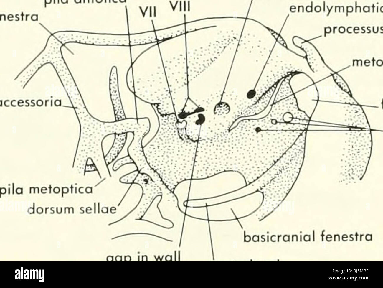 . Stellung der Morphologie. Morphologie (Tiere); Chordata. Vomeronasal Kapsel fenestra septi lateralis Prozess maxillaris Prozess der Nasennebenhöhlen Knorpel^ aufsteigender Prozess aufsteigender Prozess (epipter/der indonesischen Regierung) dorsale Prozess columella Quadratische cartiloge basipterygoid (basitrabecular) Prozess Gelenkknorpel B prootic fenestra Pila Pila occessorio ontotica subarcuate Fossa endolymphatischen Foramen processus ascendens metotic Riss. Foramen magnum Nucleus nervus hypoglossus Steingrab Lücke m wa Chorda epioptic basicranial fenestra fenestra Optic fenestra fenestra basitrabecular metoptic fenestr prootic Prozess quadr Stockfoto