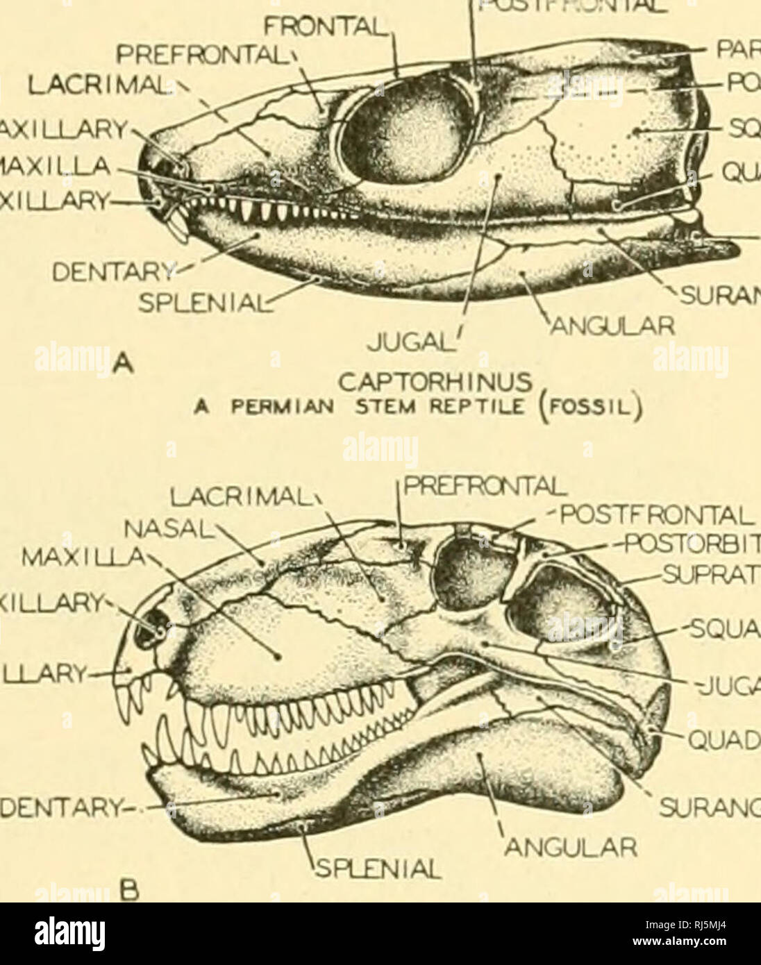 . Stellung Anatomie. Chordata; Anatomie, Vergleichende. Die SKELETyVL SYSTEM 165 Basis der Nasenscheidewand. Affen und fossilen Arten der Männer jedoch dazu beitragen, dass dieser Gegensatz zu überbrücken. Siehe Abb. 158. Die schweren superciliary Wappen Merkmal der Schimpanse und Gorilla, aber es fehlt etwas in der modernen Arten von Männern, sind in fossilen Neander-thal und Rhodesian Mann. Darüber hinaus ist die übliche Kontrast zwischen Affen und Menschen verschwindet in der Orang-Utan, die, wie der moderne Mensch, Rudi hat - Mentären Augenbrauenbogen. Auch der Kontrast zwischen dem FFONTAL, PREFfONTAL' LACRIMAL POSTFr-^'NTTAL SEPTOMAXILLARY M Stockfoto