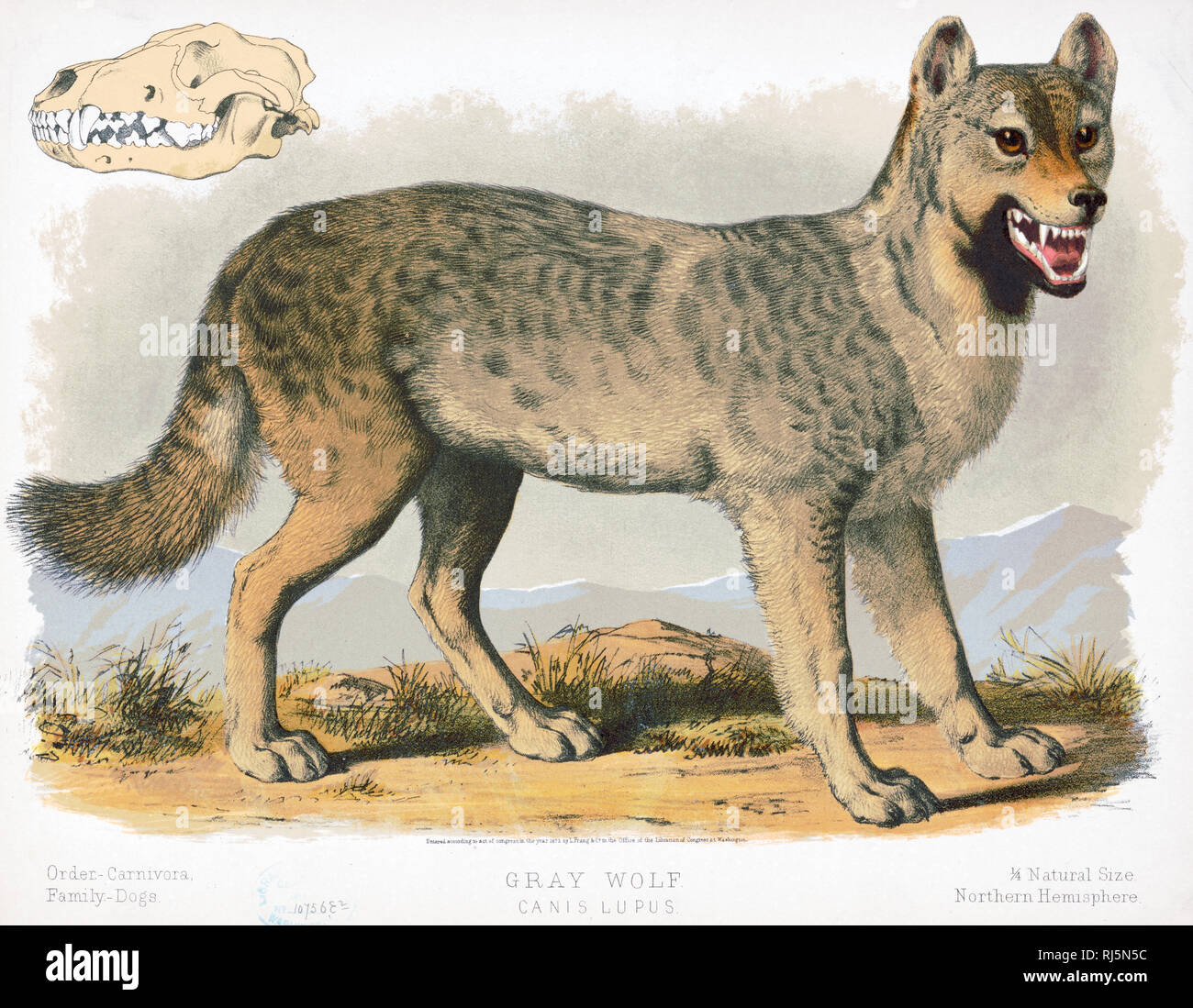Drucken zeigt eine Ansicht von der rechten Seite des "grauen Wolf", volle Länge, stehend, mit dem Kopf leicht nach rechts gedreht, zeigt auch ein Schädel Stockfoto