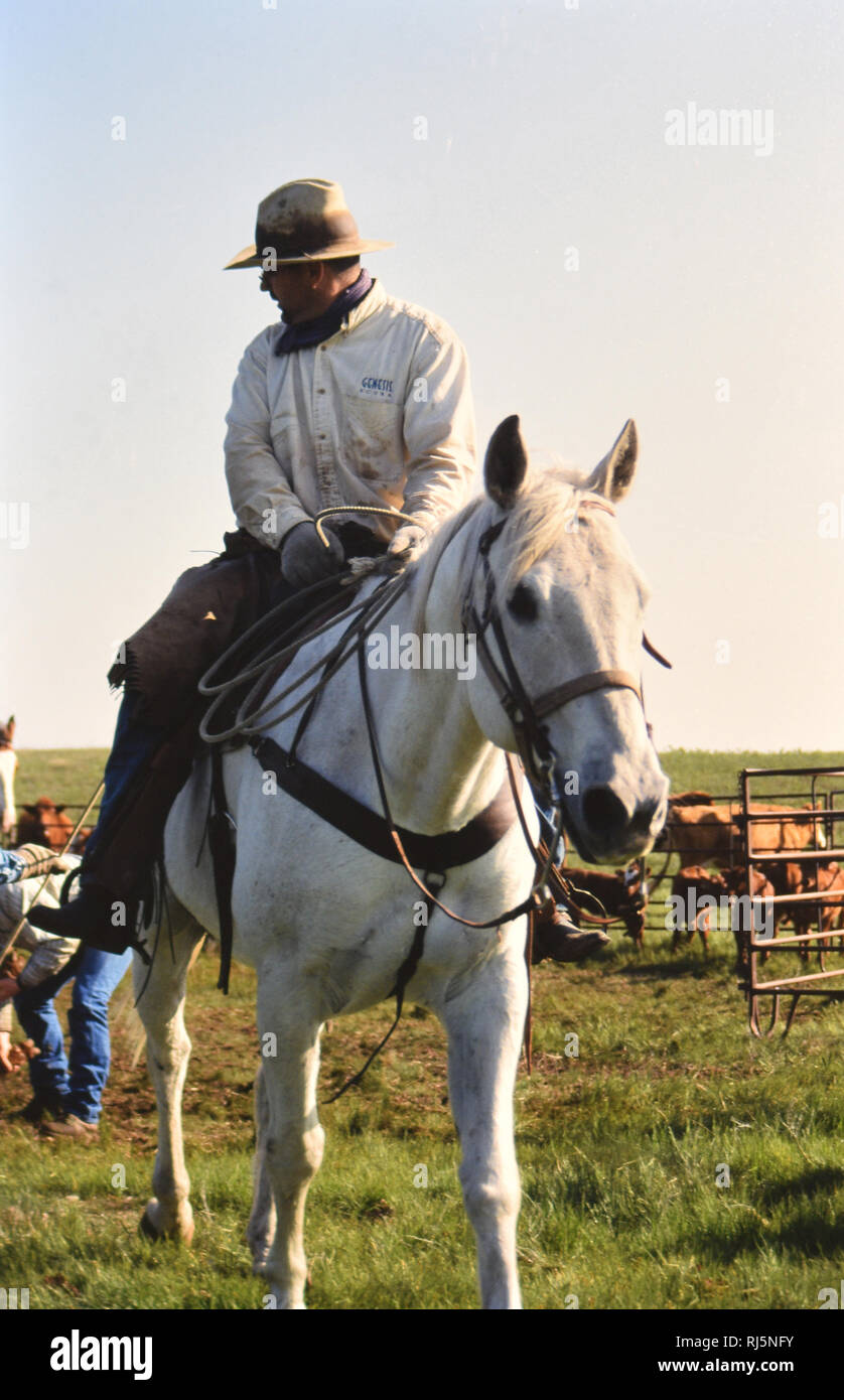 Cowboy ziehen ein Kalb, um das Feuer auf eine Nebraska Ranch im Frühjahr Branding Stockfoto