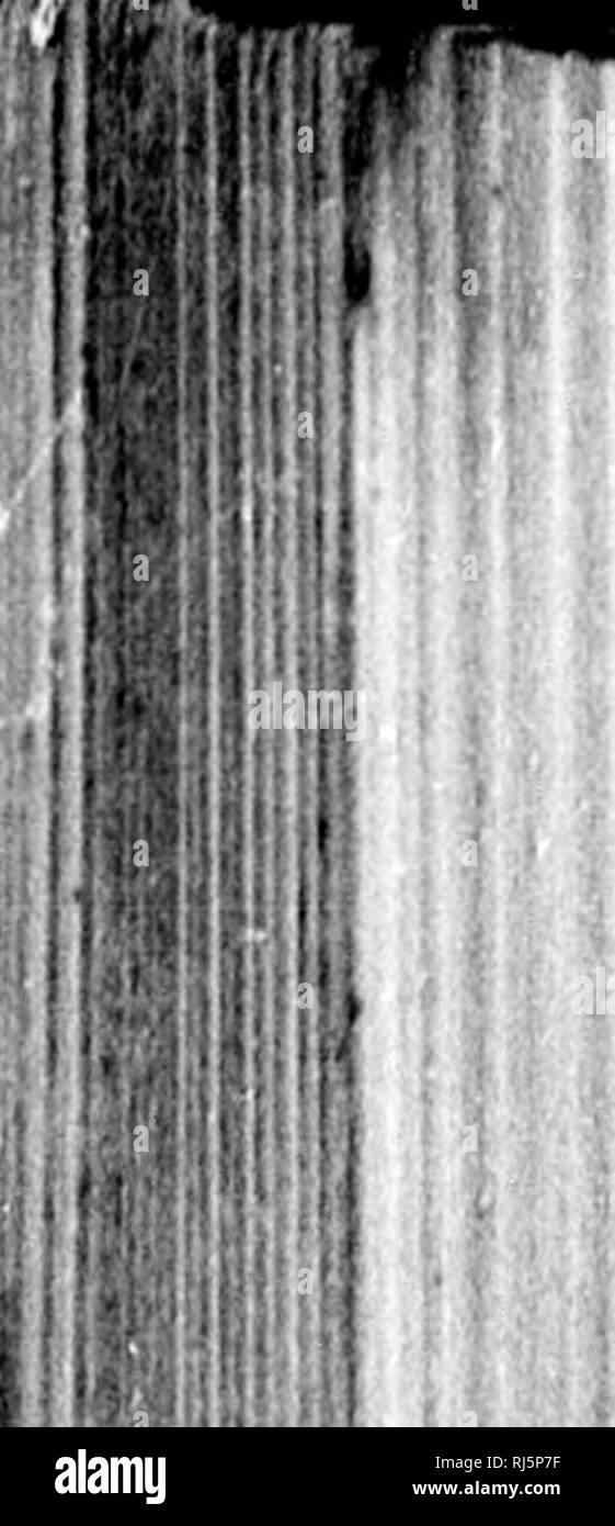 . Monographien der Nordamerikanischen rodentia [microform]. Rodentia; Paläontologie; Rongeure; PalÃ © Ontologie. 1 1 ' 1; i i^'; 't â â^" lilf | H 332 MONOGUAPnS DER NORDAMERIKANISCHEN RODENTIA. Kranke mehr naturnlly mit der Sorte sylvatkus Serie kommen. Tliey einig in ihrer kleinen Größe mit anderen Texas Exemplare, aber, aber noch etwas blasser als durchschnittliche sylvaticus, nicht j) erneut den Grad der BLÄSSE tiiat charakterisiert die Proben aus den Ebenen weiter westwärts. Var. ARIZONA. Wüste Hase. Eher kleiner als Vielzahl mUtalli und blasser, präsentiert die extreme Phase der diflferentiation in Bezug Stockfoto