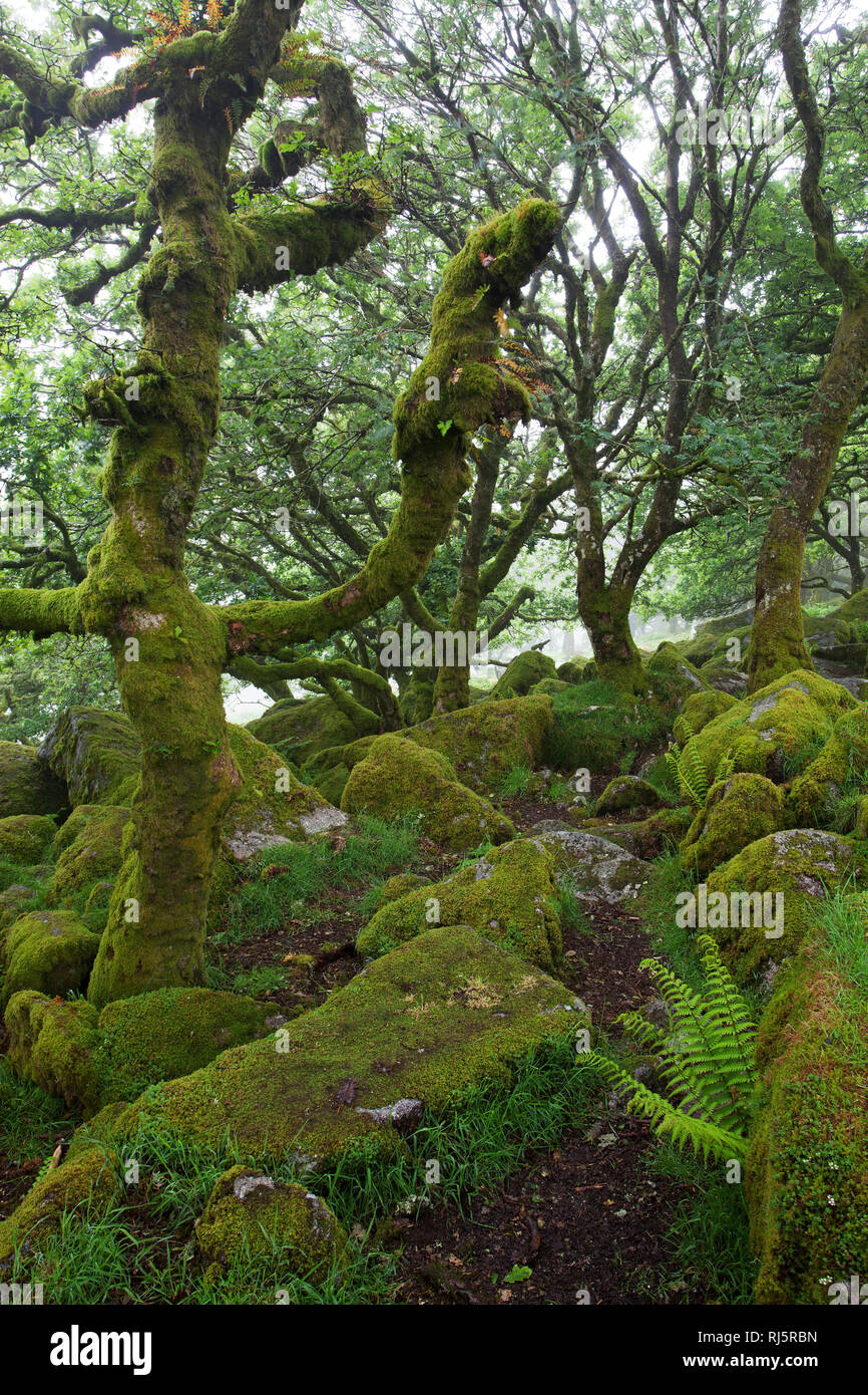 Wistman Wood's National Nature Reserve Devon England Großbritannien Stockfoto