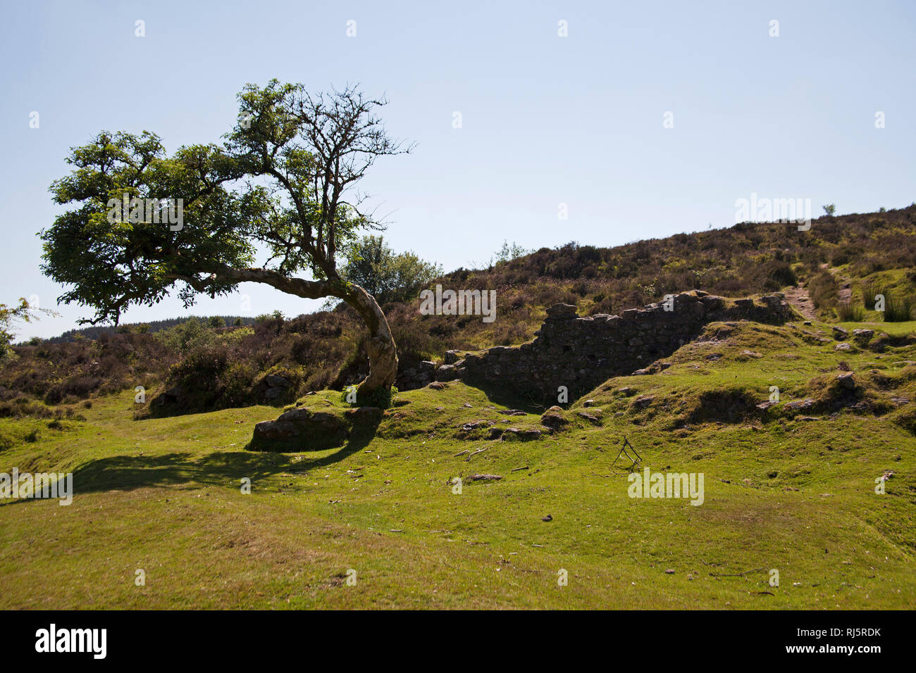 Holunder Sambucus nigra in der Nähe von Birken Tor und Vitifer stillgelegten Zinnmine Landspitze Warren Nationalpark Dartmoor Devon England Großbritannien Stockfoto