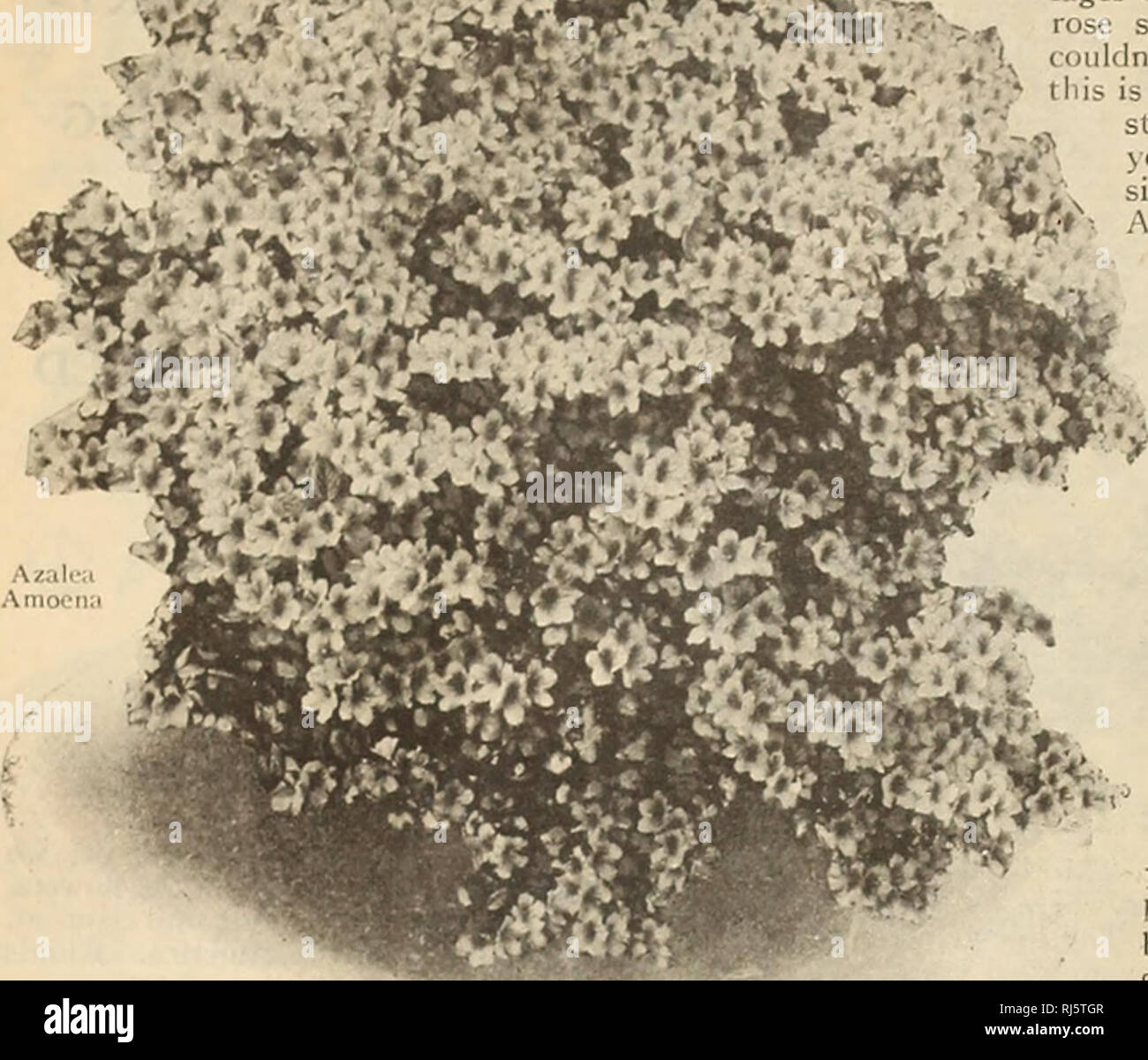 . Childs' Frühling 1930 55. Jahr: Kein Verkauf abgeschlossen, bis unser Kunde ist zufrieden. Verkaufskataloge Samen; Baumschulen (Gartenbau) Kataloge; Gemüse Samen Kataloge, Leuchtmittel (Pflanzen); Samen Samen Kataloge Kataloge Kataloge; Blumen; Obstbäume Kataloge; John Lewis Childs (Firma); kommerzielle Kataloge; Baumschulen (Gartenbau); Gemüse; Lampen (Pflanzen); Samen; Blumen; Obstbäume. John Lewis Childs Seed Co., Floral Park, N.Y. Childs' Spezialitäten und Neuheiten Azalea Amoena Superba. Siehe die Abbildung auf Seite 94 haben Sie ejer fahren Sie entlang der New York vil-lages und siehe Büsche buchstäblich Co Stockfoto