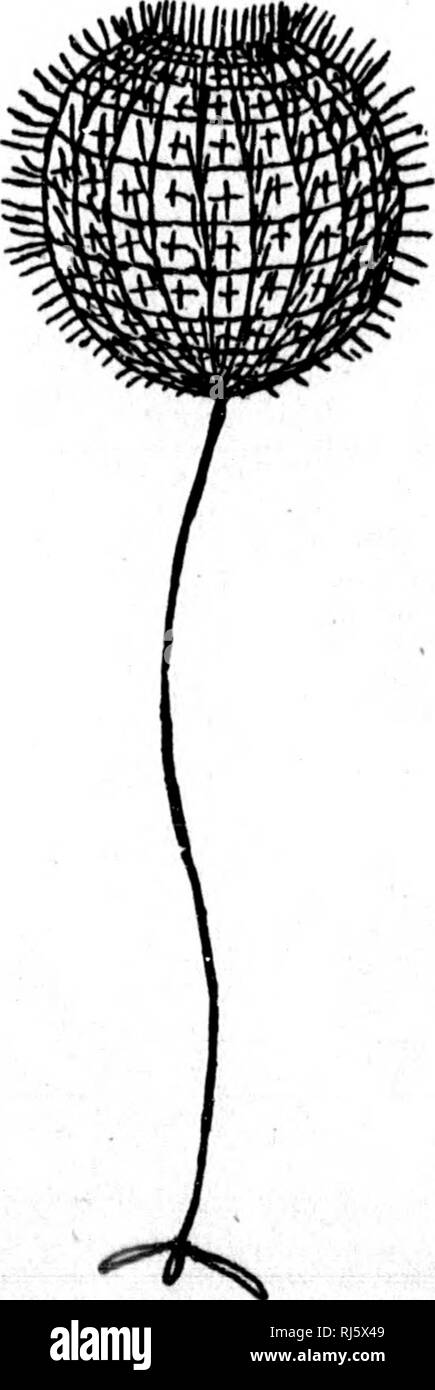 . Zusätzliche Hinweise auf fossilen Schwämmen und anderen organischen Überreste aus der Quebec Group bei wenig Metis auf der unteren St. Lawrence [microform]. Schwämme; Paläontologie; Eponges; Paléontologie. H [DAWSON] fossilen Schwämmen und anderen organischen Überreste 103 dieses Ifi eine der häufigsten Arten an wenig Metis. Kann es ohne zu zögern]) es Schnürung in der ^. Enus Protospongia, da die gleiche Anordnung der sp. Besondere mesh-Arbeit ist in ihr gegenwärtig, wie in der lype der Blechdosen Gattung. In der früheren Beispiele der Gattung, allerdings ist die Anwesenheit von Anker. ng-Sp, cules war nicht recogniKod, weil, kein Zweifel, in Ihre Stockfoto