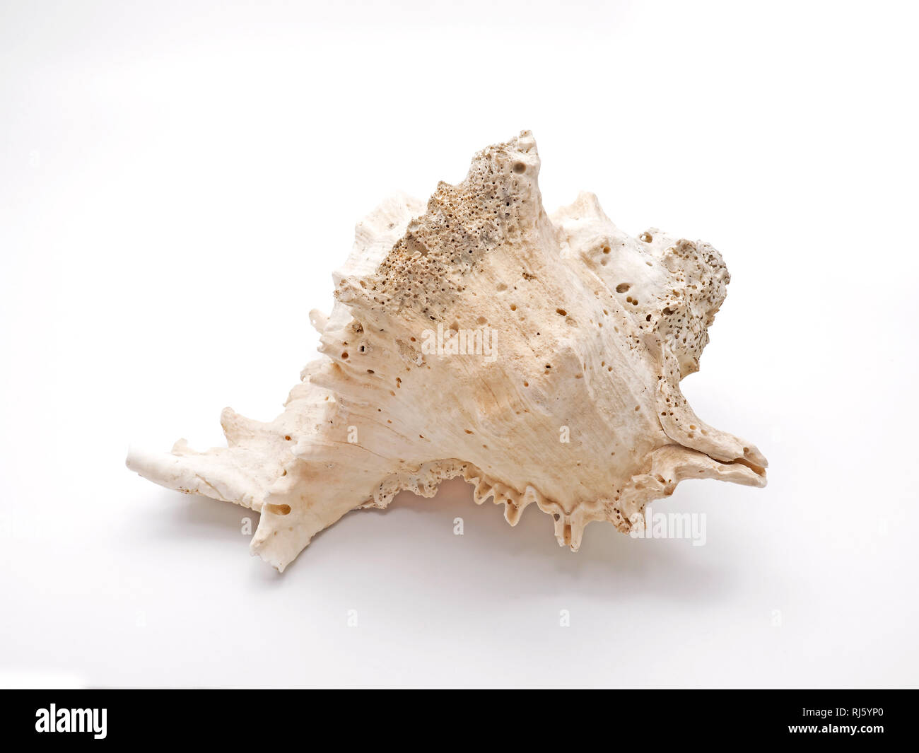 Seashell Ramose Murex isoliert auf weißem Hintergrund Stockfoto