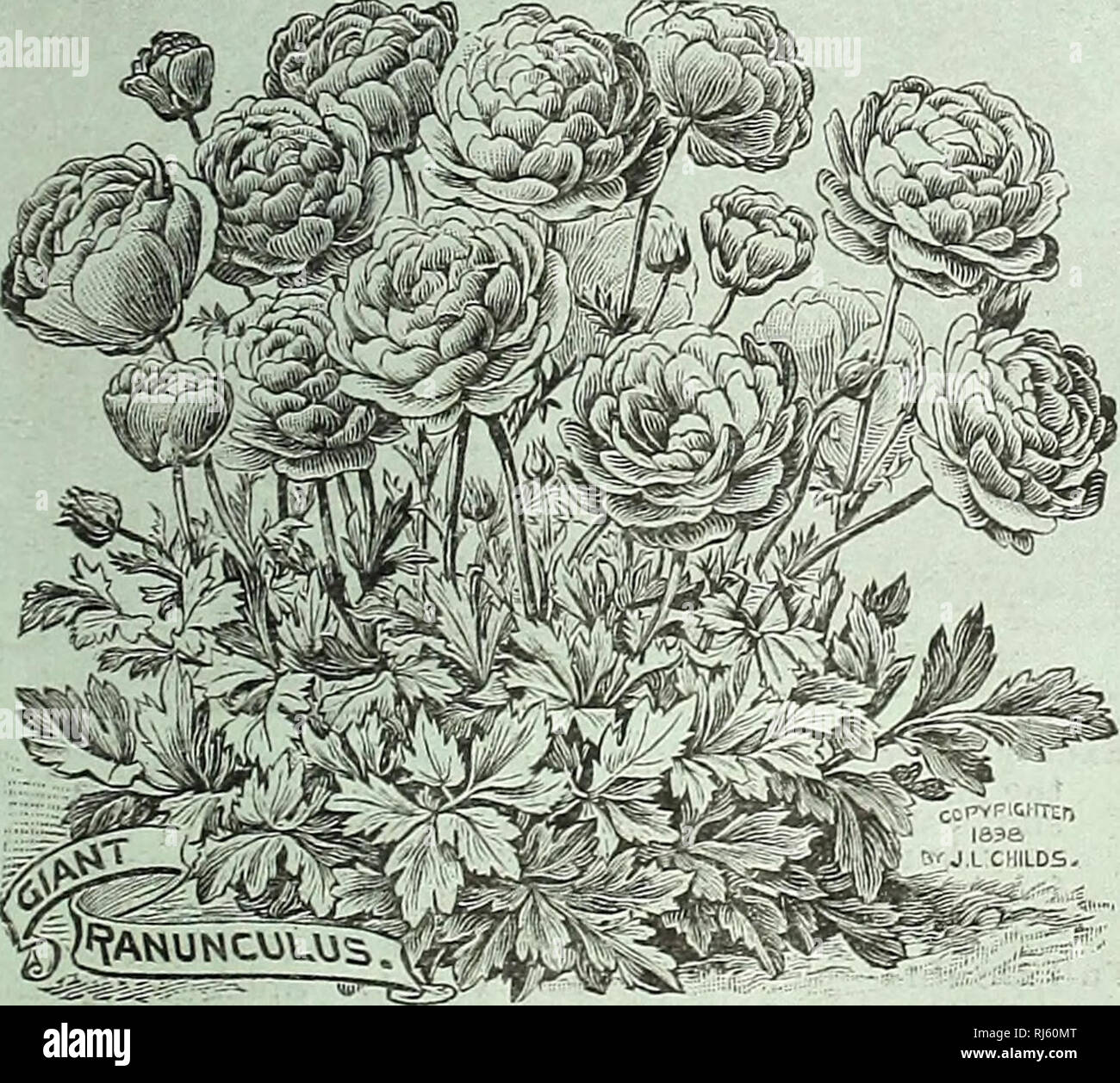 . Childs' seltene Blumen, Gemüse und Obst. Verkaufskataloge Samen; Baumschulen (Gartenbau) Kataloge; Samen; Blumen Kataloge Kataloge Kataloge; Gemüse; Obstbäume Kataloge; John Lewis Childs (Firma); kommerzielle Kataloge; Baumschulen (Gartenbau); Samen; Blumen; Gemüse; Obstbäume. "ZEPHYRANTHES ATAMASCO. (PS^^ KmfM eptjyrar £) tl? Es-(Zephyr Blume. Die Zephyr Blumen, oder Fee Lilien, sind Edelsteine von seltener Schönheit und? Wenn entweder verrottet oder den offenen Boden Sie sehr schöne Lilie - wie Blumen fast alle Sum-mer produzieren gepflanzt. Obwohl einige der Sorten, die alt sind, sind sie nicht ge Stockfoto