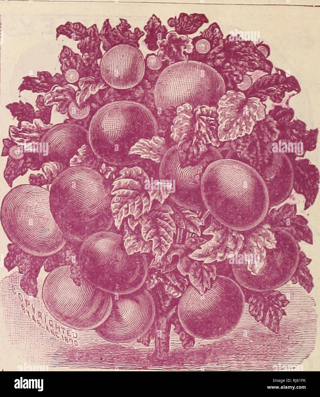. Childs' seltene Blumen, Gemüse und Obst, 1900: 25-jähriges Bestehen. Verkaufskataloge Samen; Baumschulen (Gartenbau) Kataloge; Samen; Blumen Kataloge Kataloge Kataloge; Gemüse; Obstbäume Kataloge; John Lewis Childs (Firma); kommerzielle Kataloge; Baumschulen (Gartenbau); Samen; Blumen; Gemüse; Obstbäume. JOHN LEWIS CHILDS, Floral Park, N.Y. Tonjatoes. Ein unverzichtbares Gemüse. Stadtbewohner mit fast keine Zimmer können ihre Tomaten mit dem Rücken an der Wand und Mengen Anheben der feinen, frisches Obst lor Ihre eigenen verwenden. Starten Sie früh in Haus oder hot-Bett, Transplantation nur nach einer ge Stockfoto