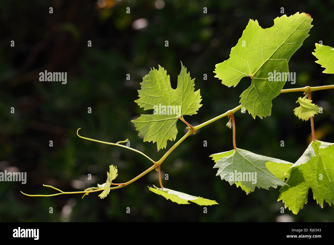 Grüne Blätter, Bokeh Licht und Leere Holztisch auf Frühling Gesundheit Hintergrund Stockfoto