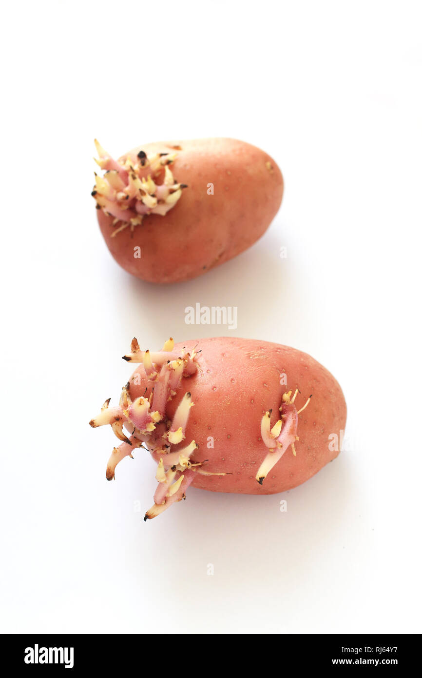 Sprießende Kartoffeln vor weißem Hintergrund Stockfoto