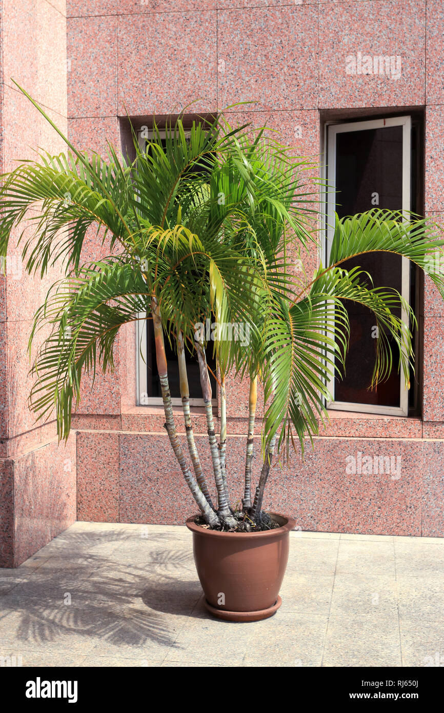 Bangalow Palm Archontophoenix Cunninghamiana Gegen Marmor Mauer Wachst Stockfotografie Alamy