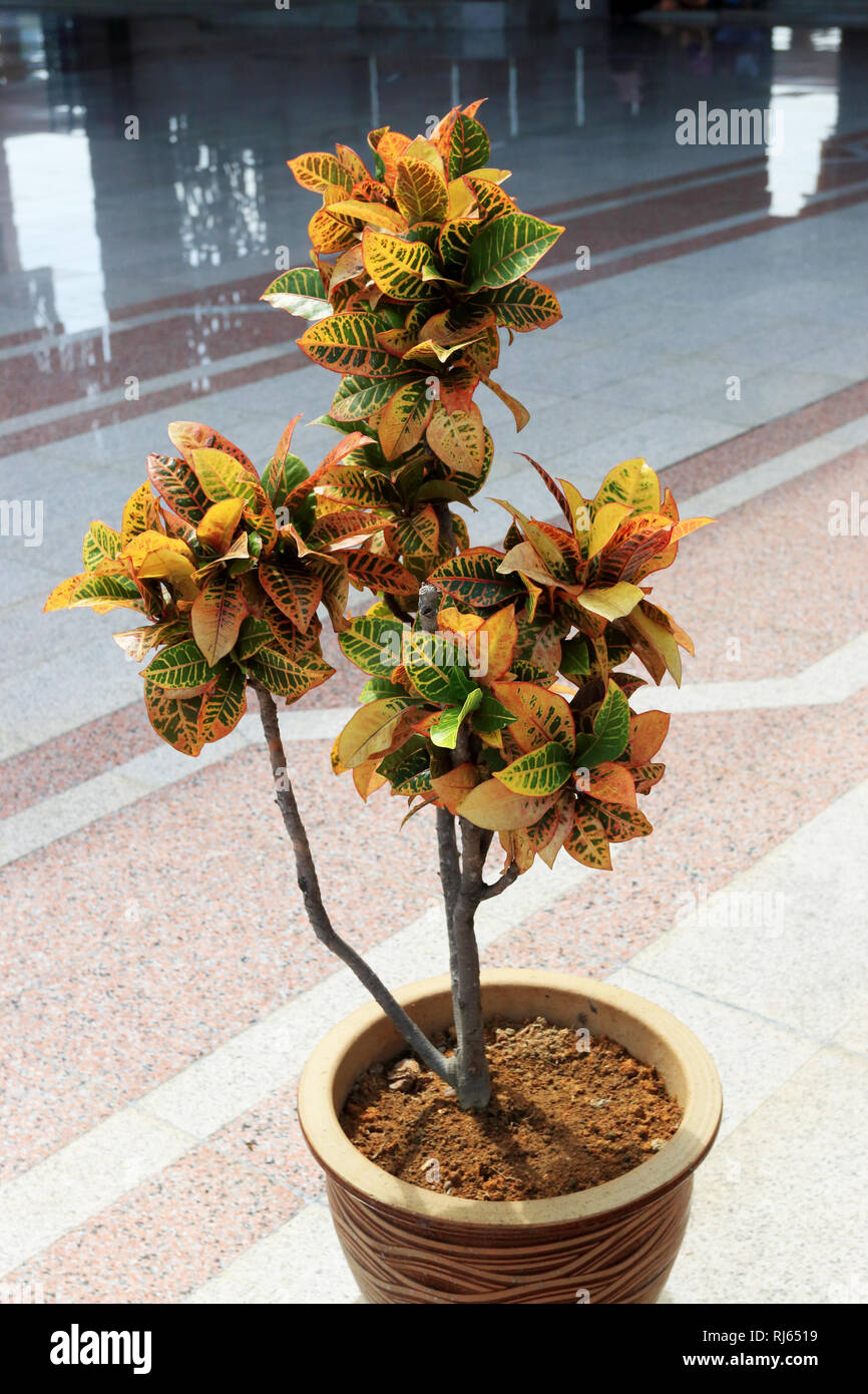 Croton Pflanzen oder bekannt als Codiaeum variegatum in einem Topf wachsen Stockfoto