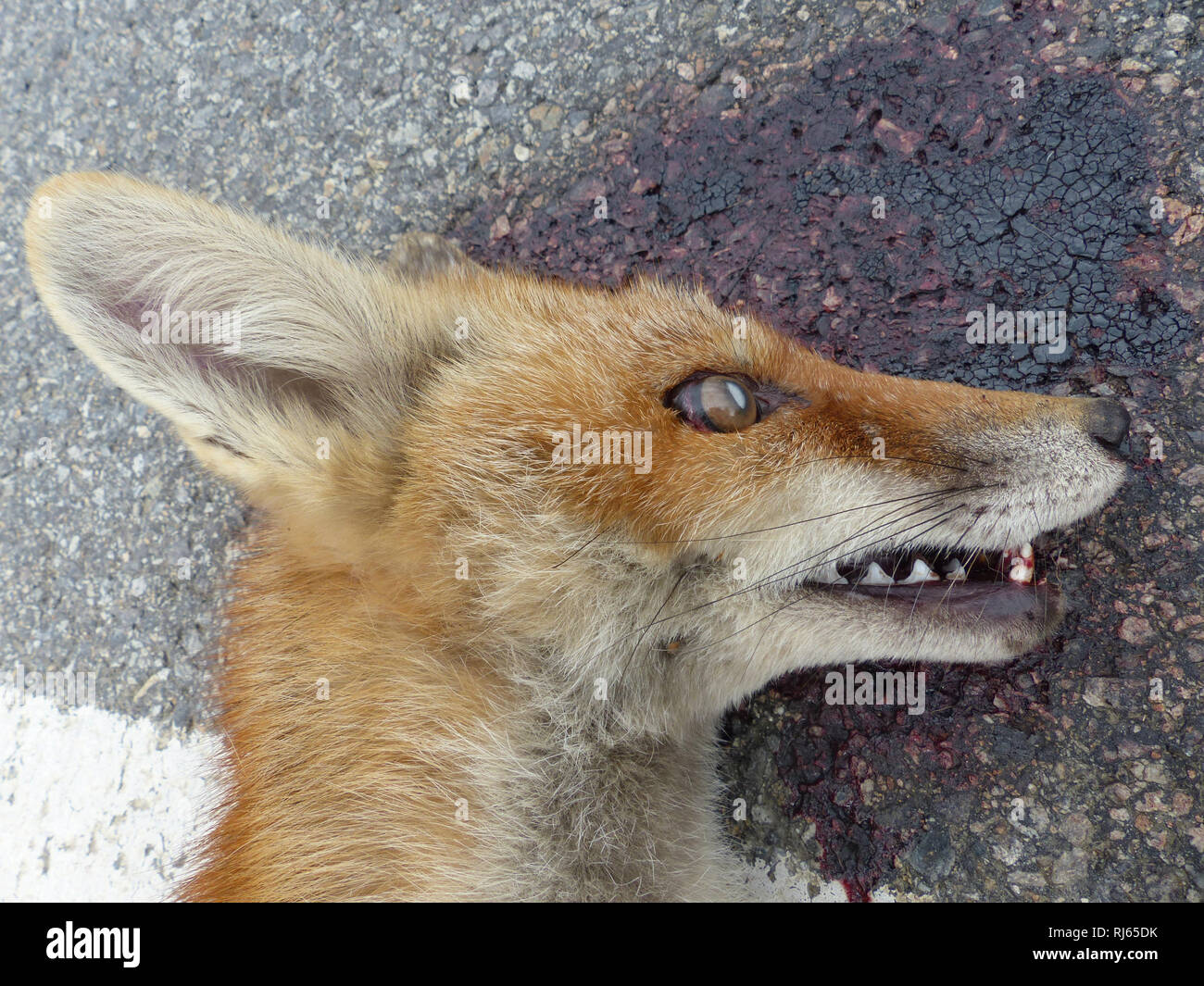 Straße getötet Fuchs am Straßenrand Stockfoto