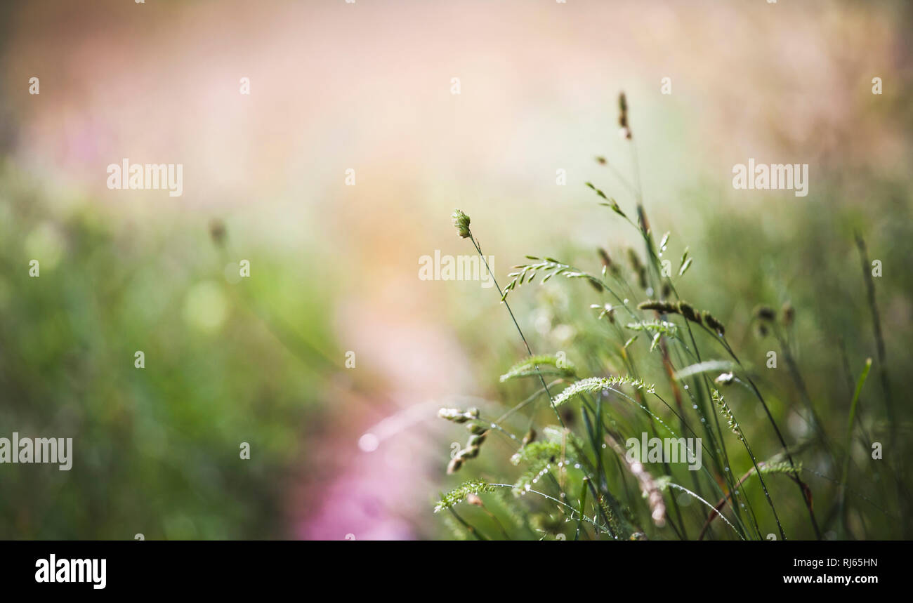 Abb. zarte Halme und Sky in einer Sommerwiese im Gegenlicht, Stockfoto