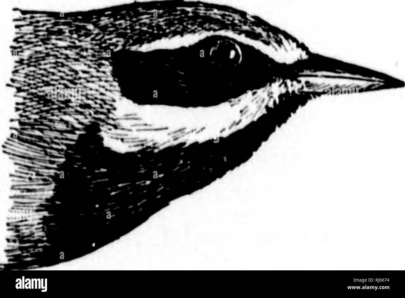 . Handbuch der Vögel des östlichen Nordamerika [microform]: mit Tasten, um die Arten und Beschreibungen ihrer Gefieder, Nester und Eier, deren Verteilung und Migrationen und eine kurze Darstellung ihrer Lieblingsplätze und Gewohnheiten mit einführenden Kapiteln auf die Studie der Ornithologie, wie sie die Vögel und howto Sammeln und Bewahren, die Vögel ihre Nester und Eier. Vögel, Vögel, Vögel, Ornithologie, Vogelkunde; Oiseaux Oiseaux Oiseaux;;; Ornithologie; Ornithologie. Fia. 95.-Blue-v inged Warbler.. Bitte beachten Sie, dass diese Bilder extrahiert werden aus der gescannten Seite Bilder, die digital für erhöht worden sein Stockfoto