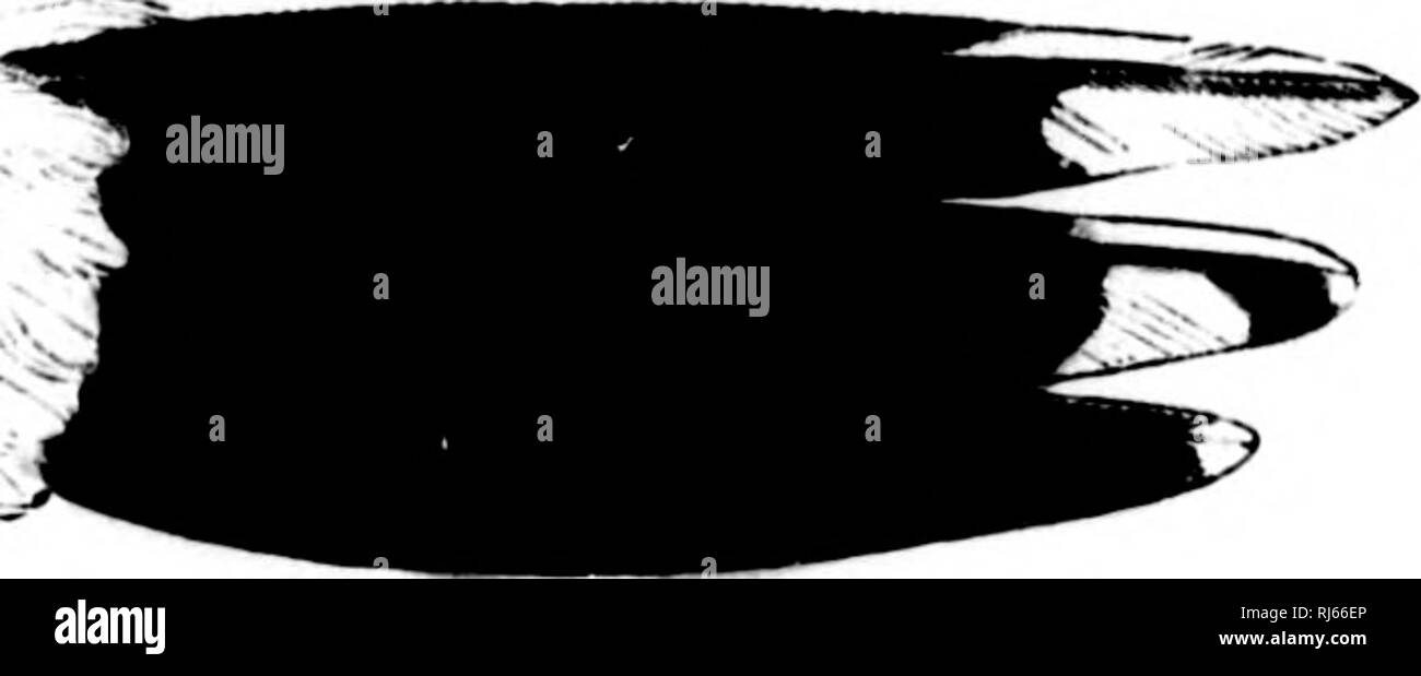 . Das Wasser Vögel von Nordamerika [microform]. Vögel; Wasser - Vögel; Oiseaux; Oiseaux aquatiques. i i 226 lange - WINGED SCHWIMMER - LONGIPENNES.. Andere, mit einer Minute auf jeder Seite, gegenüber dem Raum zwischen den beiden größeren sjiots; oceiimi mit vier großen Flecken amingeil in der transversalen seres; unter diesen, drei othei-s, ihre poMitioii entsprechend die Räume zwischen tlie Spots der Serie oben; unterhalb dieser drei Punkte ein ausgefranstes liiind über eadi Seite des Naj) e, die beiden durch eine erhebliche Intervall voneinander getrennt sind; folgen Sie dann zwei oder drei sjjots über dem unteren Teil der Nacken, ihre Stockfoto
