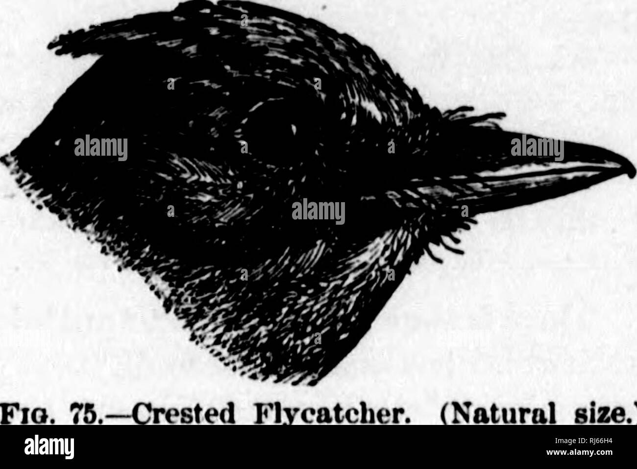 . Handbuch der Vögel des östlichen Nordamerika [microform]: mit Tasten, um die Arten und Beschreibungen ihrer Gefieder, Nester und Eier, deren Verteilung und Migrationen und eine kurze Darstellung ihrer Lieblingsplätze und Gewohnheiten mit einführenden Kapiteln auf die Studie der Ornithologie, wie sie die Vögel und howto Sammeln und Bewahren, die Vögel ihre Nester und Eier. Vögel, Vögel, Vögel, Ornithologie, Vogelkunde; Oiseaux Oiseaux Oiseaux;;; Ornithologie; Ornithologie. Fliegenfänger. 245 -::}. Crested Schopftyrann. (Natürliche Größe.) Nfi&gt; t, von {jrn 88C 9, twij? H, und feinstwurzeln, mit^ fenerally ein Stück einer kann nicht nnn Stockfoto