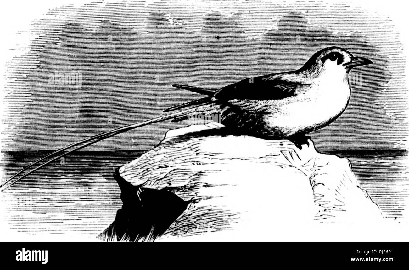 . Das Wasser Vögel von Nordamerika [microform]. Vögel; Wasser - Vögel; Oiseaux; Oiseaux aquatiques. PHAETHONTID^- TROPIC VÖGEL - PHAETHON. 185 Familie PHAETHONTID ^E. - Die tropische Vögel. Char. Bill konisch, viel komprimiert, tlie maxillaris toraium überaus Con-ciut" im mittleren Teil, absteigend konvex und Wölbung nach außen an der Basis; ciilnien sanft geschwungene; Nase sehr unterschiedliche, linear; Kopf normal gefiederten. Ich "riiuaries viel im Verhältnis zu den Secondaries längliche; Schwanz sehr kurz, die Künstlerin, die zentrale Paar rectrices Linear- und übermäßig lange (länger als t Stockfoto