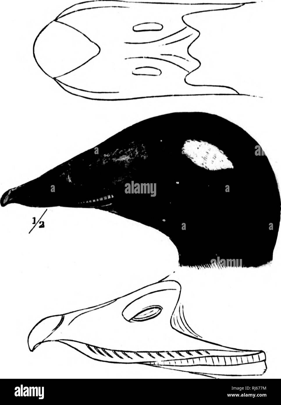 . Das Wasser Vögel von Nordamerika [microform]. Vögel; Wasser - Vögel; Oiseaux; Oiseaux aquatiques. ANATIN. E - die Enten - MELAiVETTA. 96 Sie selten die kleinen Buchten besuchen, soweit sie nicht durch die Stürme, wlien sie Arc angetrieben; manchmal auch ich; een über tlie Land. Während ihrer langen Migrationen Sie liigh,]) iu't Fly' orming in Stille längere Fahrten von ihren nördlichen Zucht - Orte. Tliey kommen vor der Küste von Long Island ca. Mitte Oktober, und bleiben dort bis al) Mitte April. Dieser Vogel, wenn gut supfdied witli nach unten und in vollem Gefieder, nur durch eine gu gebracht werden. Stockfoto