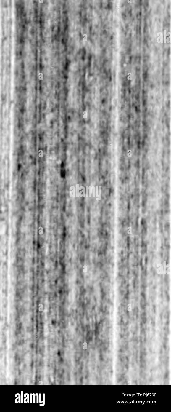 . Manuel d'Gartenbau pratique et d'baumzucht FruitiÃ¨re [microforme]. Baumzucht FruitiÃ¨re; Jardinage; Obst - Kultur; Im Garten arbeiten. - 180 - les vignettes rcprÃ" sentent La grosseur naturelle dos Sujets et des greffes. Abb. 13. Nebenkläger, infÃ©ri-eure d'une greffe prÃªte Ã' ich JÃªtre adaptÃ©e au Sujet N9 • f r'. Bitte beachten Sie, dass diese Bilder sind von der gescannten Seite Bilder, die digital für die Lesbarkeit verbessert haben mögen - Färbung und Aussehen dieser Abbildungen können nicht perfekt dem Original ähneln. extrahiert. Laroque, G. QuÃ©Bec: J.-A. Langlais Stockfoto