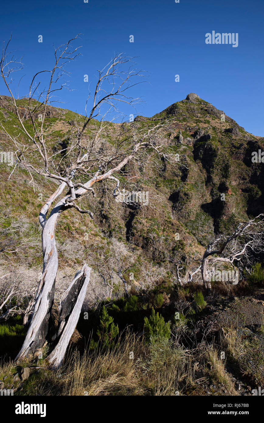 Portugal, Madeira, Pico, Bäume, trocken, verbrannt, Berge Stockfoto