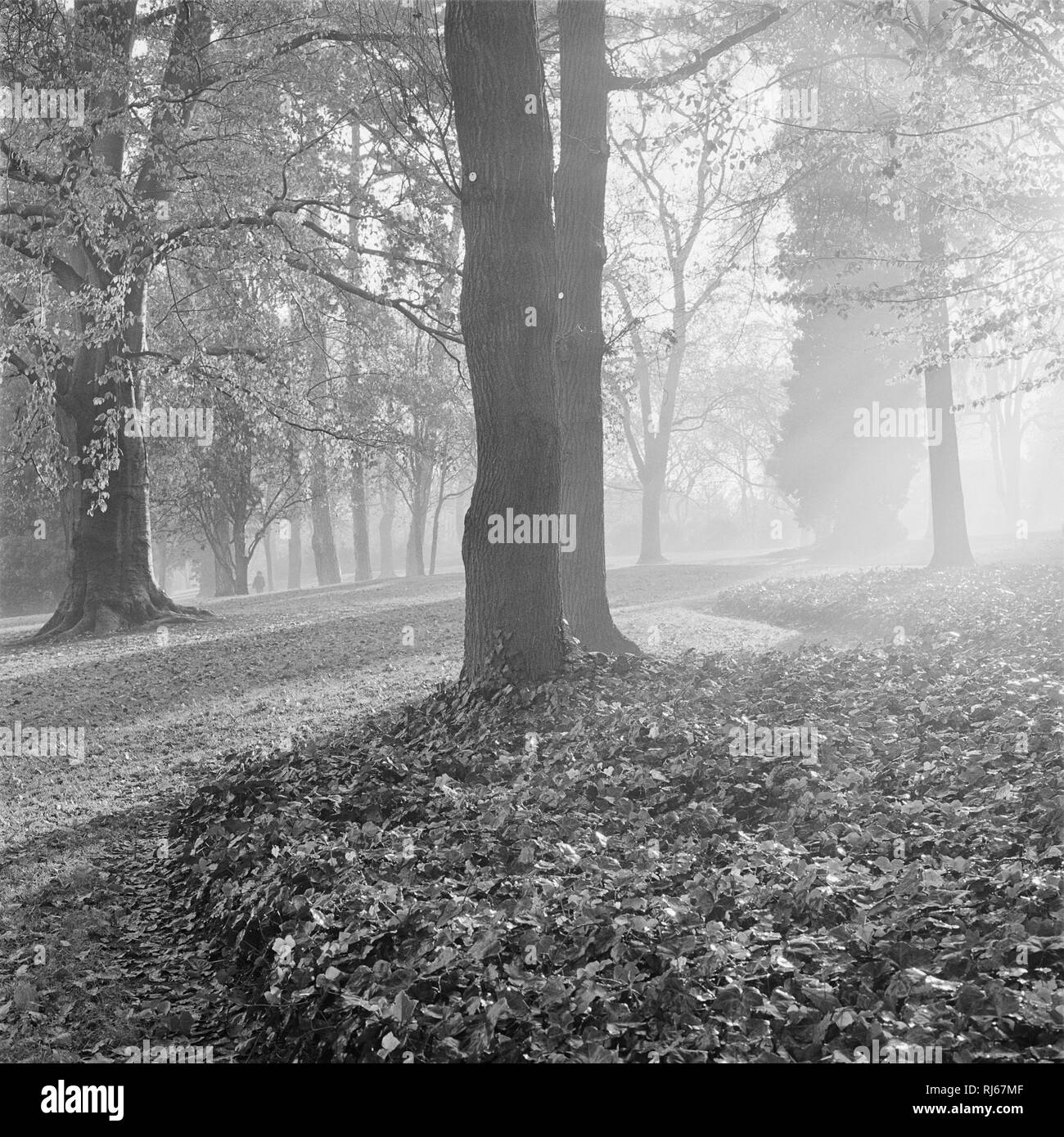 Europa, Deutschland, Rheinland-Pfalz, Mainz, Morgenlicht im Stadtpark, Stockfoto