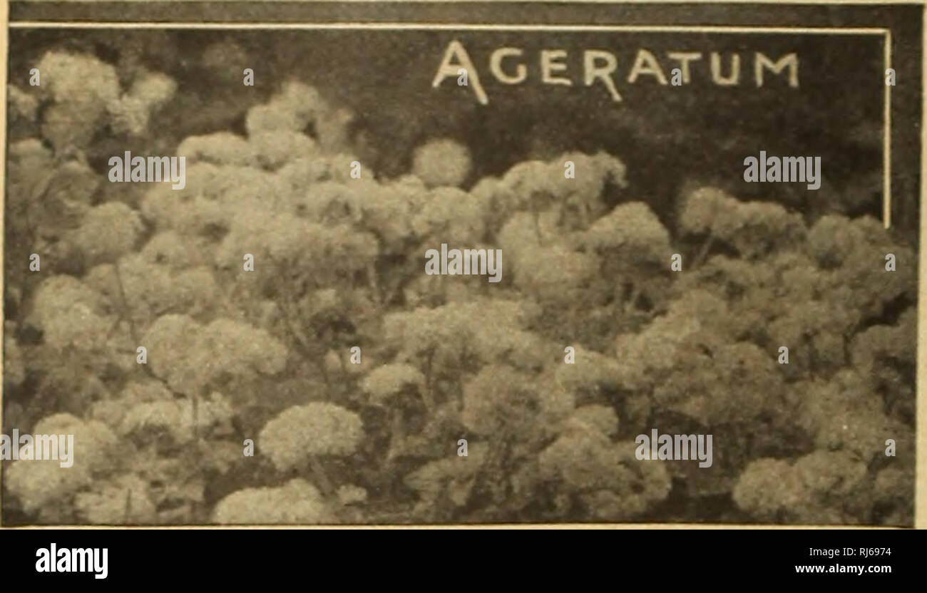 . Childs' Frühling 1931 56. Jahr: Kein Verkauf abgeschlossen, bis unser Kunde ist zufrieden. Verkaufskataloge Samen; Baumschulen (Gartenbau) Kataloge; Gemüse Samen Kataloge, Leuchtmittel (Pflanzen); Samen Samen Kataloge Kataloge Kataloge; Blumen; Obstbäume Kataloge; John Lewis Childs (Firma); kommerzielle Kataloge; Baumschulen (Gartenbau); Gemüse; Lampen (Pflanzen); Samen; Blumen; Obstbäume. John Lewis Childs Seed Co., Floral Park, N.Y.. Ich XTti TQY 3.°^^ ufgrund seiner schöne Schattierungen von Blau, Aj^ fcl und seine einfache Kultur, einer der am meisten verwendeten und geschätzt Garten Sommerblumen. Unter Glas für Earl starten Stockfoto