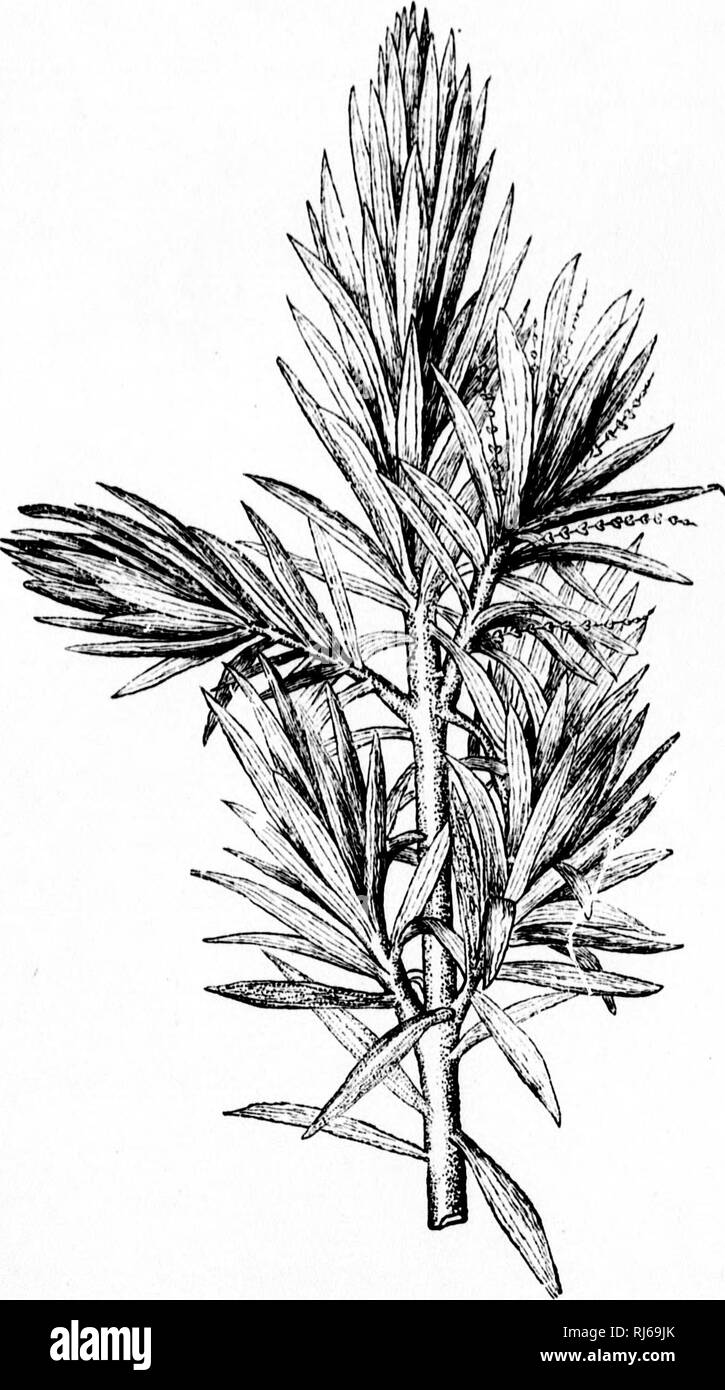 . Die Kette des Lebens in der geologischen Zeit [microform]: Eine Skizze über den Ursprung und die Nachfolge von Tieren und Pflanzen. Paläontologie; Paläobotanik; Paléontologie; Paléobotanique. CORDAITES, DER GRUPPE DER DoRY - CoRDAITES. Bk. VNCH WIEDERHERGESTELLT.- Nach dem Grand'Eury.. Bitte beachten Sie, dass diese Bilder sind von der gescannten Seite Bilder, die digital für die Lesbarkeit verbessert haben mögen - Färbung und Aussehen dieser Abbildungen können nicht perfekt dem Original ähneln. extrahiert. Dawson, J. W. (John William), Sir, 1820-1899. London: Religiöse Traktatgesellschaft Stockfoto