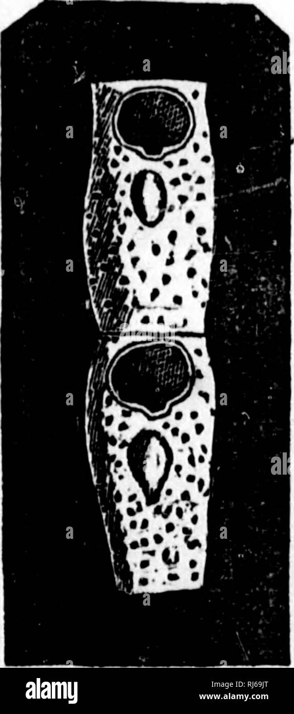 . Handbuch der Zoologie [microform]: Mit Beispielen aus kanadischen Arten, die jüngsten und Fossil:. Zoologie; Wirbellose; Zoologie; Invertébrés. Provinz MOLLUSCA. 105 m Ed.) binden. ite Jen ist lus-Irk bräunliche Farbe und ist verbogen auf sich selbst; ein Arm, der Speiseröhre, Öffnung in der Mitte der Disc (lopho-phore) durch Prozesse mit ciUa umgeben; der andere Arm, der Darm, Öffnung außerhalb der Disc. Im oberen Teil des Magens ist ein muskulöser gizzard für die trituration der Essen gesehen. Jedes dieser kleinen Tiere können ihre Tentakel ausfahren und brisk Ströme von Wasser, oder ret erstellen Stockfoto