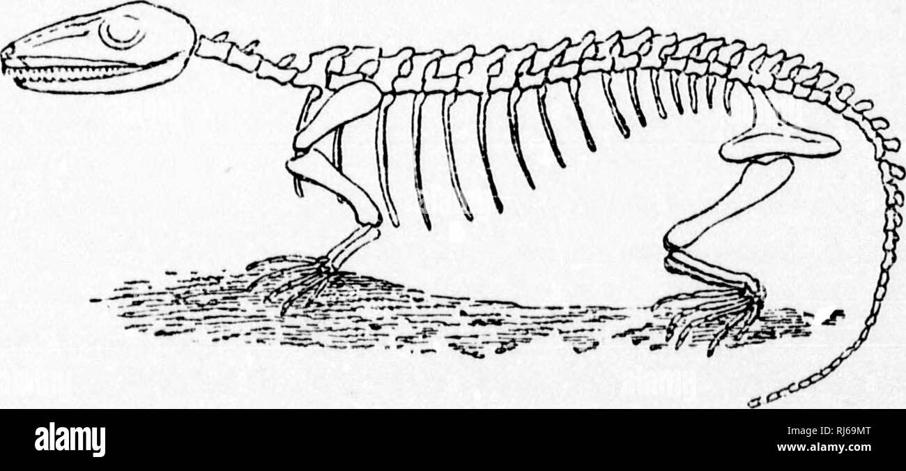 . Einige herausragende Punkte in der Wissenschaft der Erde [microform]. Geologie; Paläontologie; Géologie; Paléontologie. m. Eine typische "Carbonii EROUS Microsaurian, Hyhminns Zj^//?-Re-wiederherstellungsschritt Übersicht dermale Rüstung und Ornamente. Skelett restauriert aus Messungen der Knochen Der schriftmuster am Anfang des Kapitels dargestellt. Bitte beachten Sie, dass diese Bilder sind von der gescannten Seite Bilder, die digital für die Lesbarkeit verbessert haben mögen - Färbung und Aussehen dieser Abbildungen können nicht perfekt dem Original ähneln. extrahiert. Dawson, J. W. (John William), Sir, 1820-1899. M Stockfoto