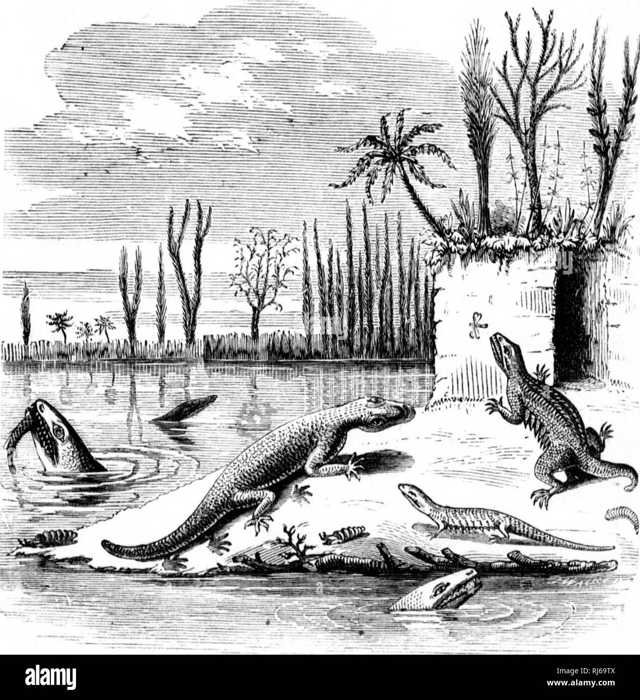 . Die Geschichte der Erde und des Menschen [microform]. Geologie; Paläontologie; Mann; Géologie; Paléontologie; Homme. 146 Die STOEY DER ERDE UND DES MENSCHEN. verschiedene Größen, angefangen von einem Fuß auf mindestens zehn Fuß in der Länge, der Körper im allgemeinen Eidechse - wie in Form, * Mit stout Gliedmaßen und einen abgeflachten Schwanz in Schwimmen nützlich - Ming. Ihre Köpfe waren flach, Stout, und massiv, mit. Schwein, 16.- BESTOH. VTIONS von BAPHETES, DENDHEBPETOIf, nTT, OWOMrS und HTLEK - PEXOIf, mit CAEBONIFEEOU 8 PFLANZEN IN DER FERNE. große Zähne, durch die "isertion und Con-volution der Platten von Zahnschmelz gestärkt. Die Front Gliedmaßen waren wahrscheinlich Larg Stockfoto