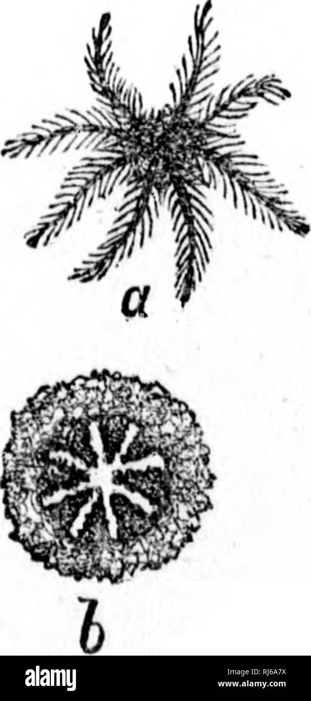 . Handbuch der Zoologie [microform]: Mit Beispielen aus kanadischen Arten, die jüngsten und Fossil:. Zoologie; Wirbellose; Zoologie; Invertébrés. Alcyohium RUBxroRMEj Panft (Gafv^)&gt; (a) Ti^ cxiandcd) (t Polyp conUacted.. Bitte beachten Sie, dass diese Bilder sind von der gescannten Seite Bilder, die digital für die Lesbarkeit verbessert haben mögen - Färbung und Aussehen dieser Abbildungen können nicht perfekt dem Original ähneln. extrahiert. Dawson, J. W. (John William), Sir, 1820-1899. Montreal: Dawson Stockfoto