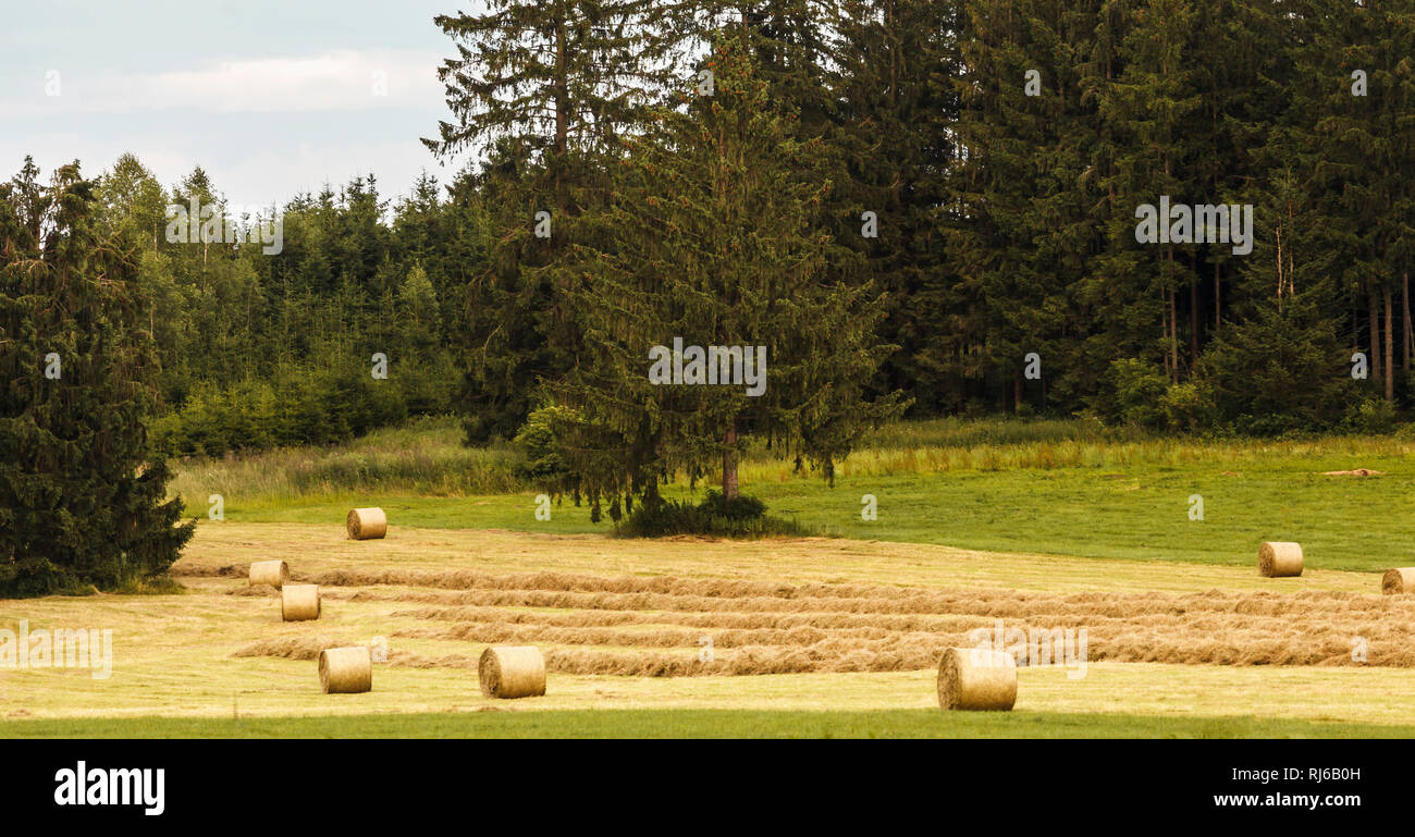 Heuernte in Bayern, Landwirtschaft und Waldwirtschaft, Stockfoto