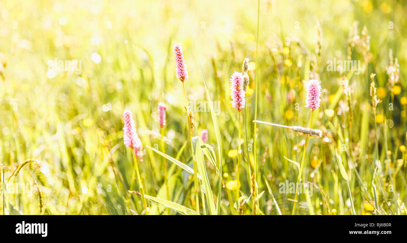 Kleine rosa Sky in einer grünen Sommerwiese, Stockfoto