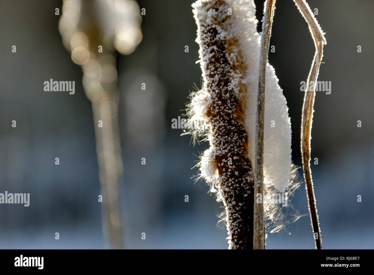 Pennewitzer teiche Fotos und Bildmaterial in hoher Auflösung Alamy