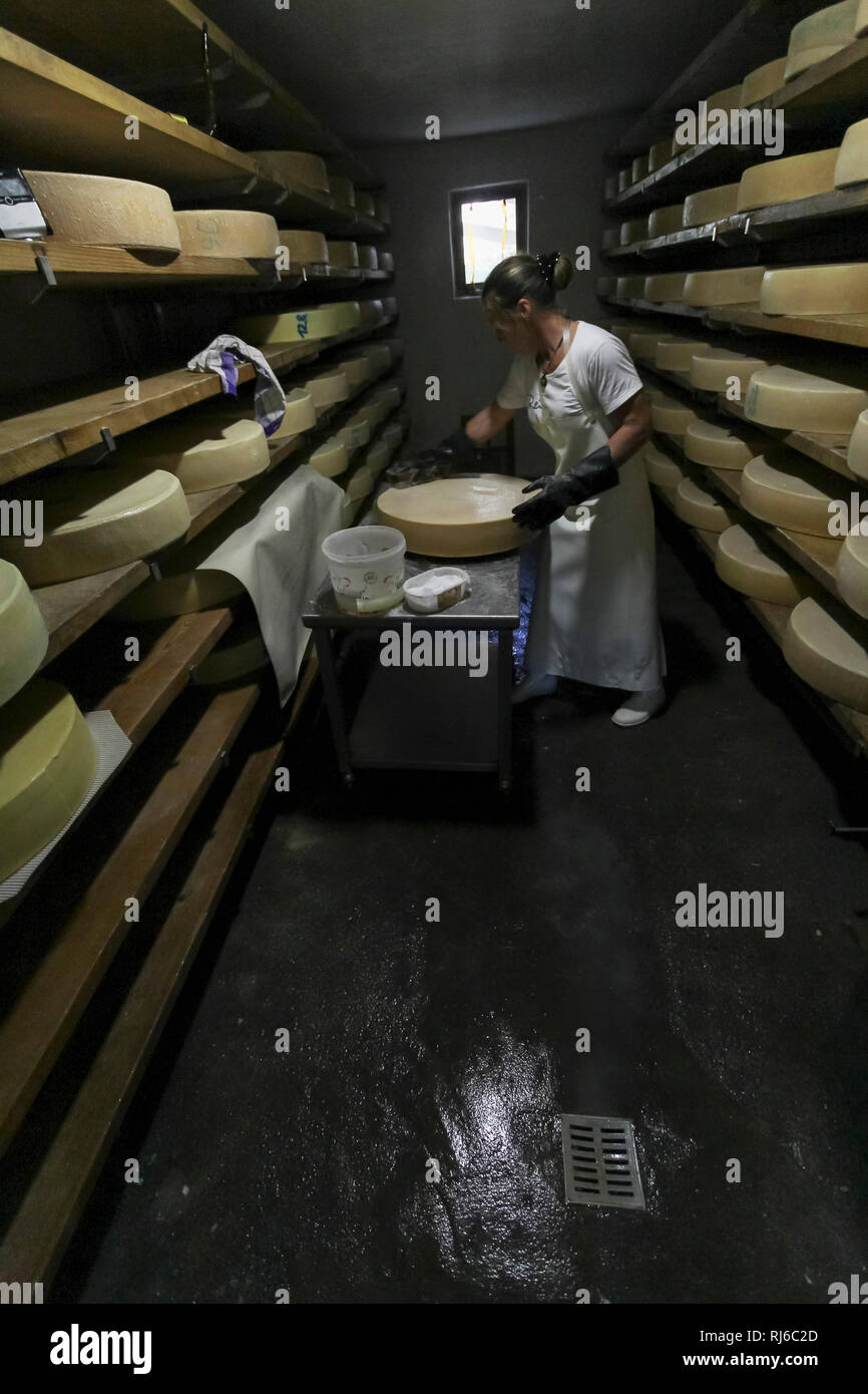 Die Sennerin verarbeitet frische Milch zu würzigem Alm-Käse, Lagerung und Reifung im Keller sterben, Stockfoto
