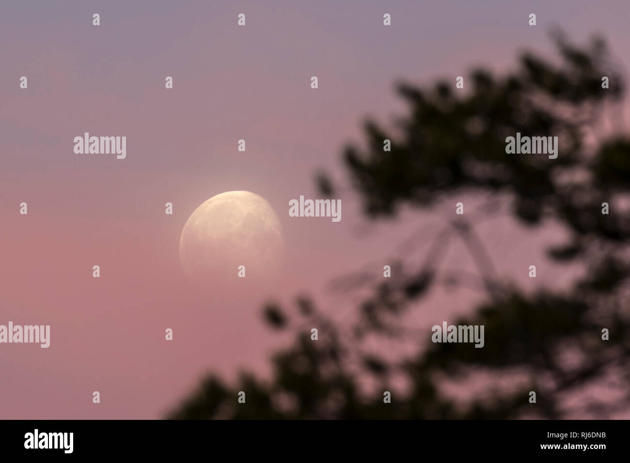 Mond am Morgenhimmel Stockfoto