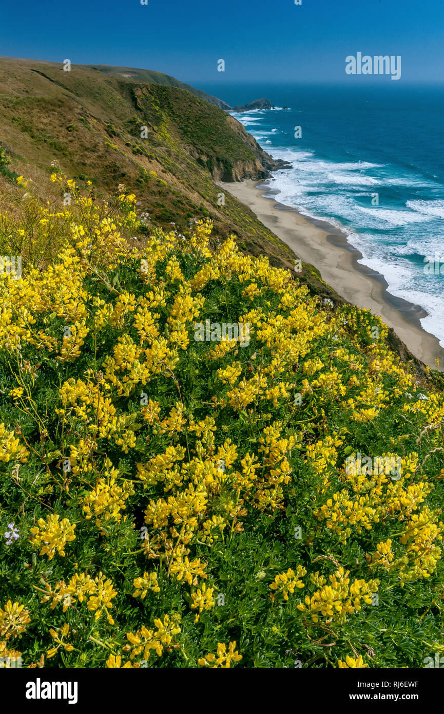Gelbe Bush Lupine, Tomales Point, Point Reyes National Seashore, Burton Wüste, Marin County, Kalifornien Stockfoto
