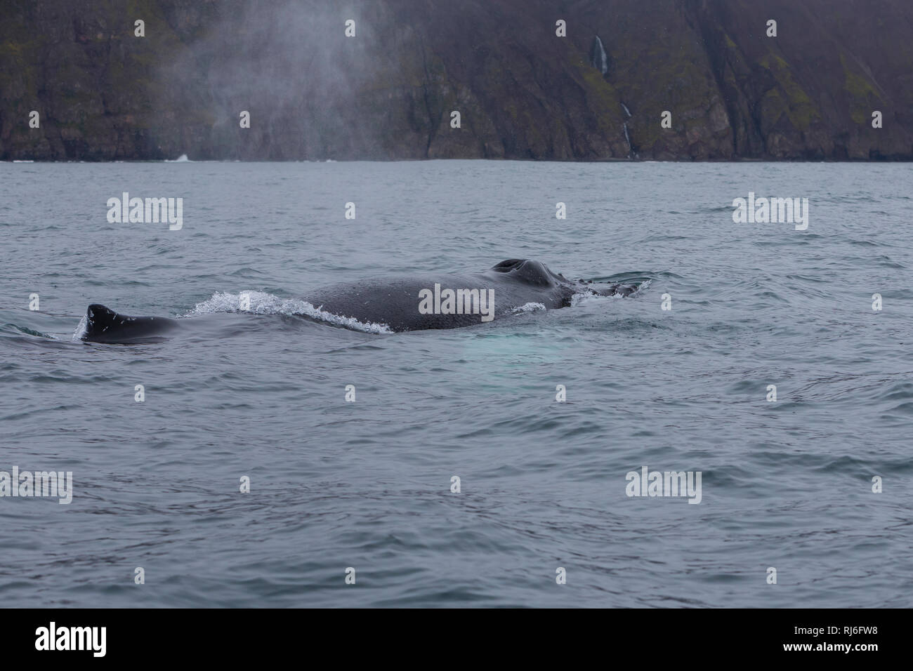 Buckelwal, Buckel-Wal, Wal, Wale, Megaptera novaeangliae, Buckelwale, La Baleine à Bosse, mégaptère jubarte la, la, la rorqual à Bosse, Walsafari, Stockfoto