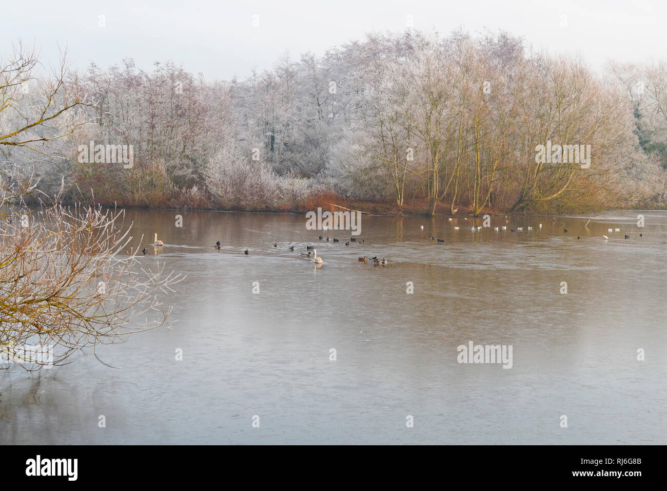 Höckerschwäne, Stockenten, Blässhühner, Möwen und andere Vögel auf einem Teil zugefrorenen See durch Frost beladenen Bäumen und Büschen begrenzt Stockfoto