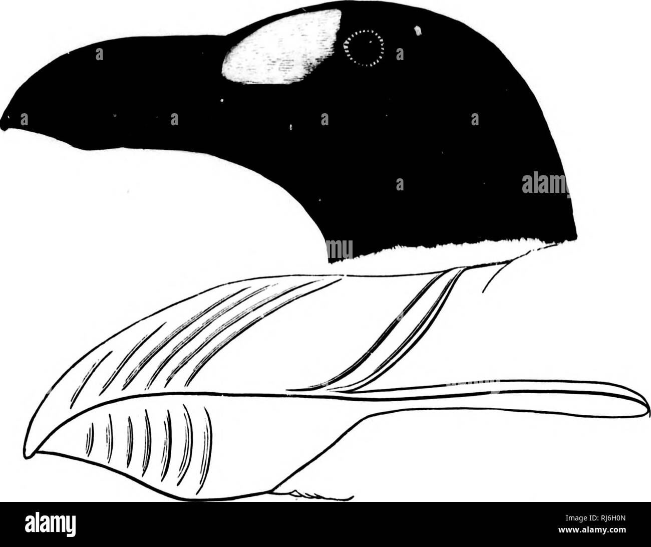 . Das Wasser Vögel von Nordamerika [microform]. Vögel; Wasser - Vögel; Oiseaux; Oiseaux aquatiques. 468 DAS TAUCHEN - JJIIIDS PYGOPODES. Insgesamt leiij", Tli, ca. 20,00 bis 30,00 Zoll; uxtent, 27,25 (Auduhon); wiii},, 5." r); Schwanz, ungefähr 3. (X); Bill aloii;., '{," "L" "Ich; lulineii 4.25-4.50, 3.15-3.50; größte Tiefe von geschlossenen Bill, ca. 1,50; Tarsus, I. OO; iiii< l (Llu Zehe mit ihiw, 3.25. Wir haben keine Beschreibung dieser Art in jungen oder Winter Gefieder gesehen; Letzteres ist allerdings, wenn man die saisonalen Veränderungen der Alca tarda und andere Mitglieder der faiuily, würde zweifellos h Stockfoto