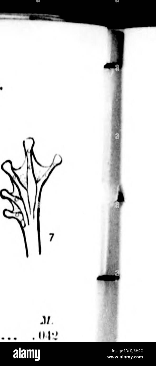 . Die batrachia von Nordamerika [microform]. Amphibien; Amphibien. riii. y; Ich. Ili/lii iiniiii-i' Lnr. Nr. hO. m riali; |. MvanHriiiuiilH/Mo. 11 Deckel. Lrii;;;;;;;; Tli von 'mail iiiitl Ixiily ii |-----." Lcii^ Tli der Kopf, ich ml Mil krank;;;;;;;; t, viii |&gt; aiiii (i | 'j: Ich III 1) 1 "liiillii lirail, Iiii';;;;;;;; i, viii | iaiia Lfii iili;;;;;;;;; Tli von fori" 11 III 11 (Voiii II Ilia ihji. Ich lii-iifftli III" hi ml I i Mühle roiii riiiiii;;;;;;;;,, o. "Ich". Ich 'J LiMifjdi (iliia (ijii Lfiij^ th der Ta ^^ Öl: Sll, Li'iij; th von Nisi der Fuß dl,",;, Tiie siK" ciiiifii oben (Les (! rilu' (l ist oiu^t.V |) e.s IVoiii Soiioia. In specim Stockfoto