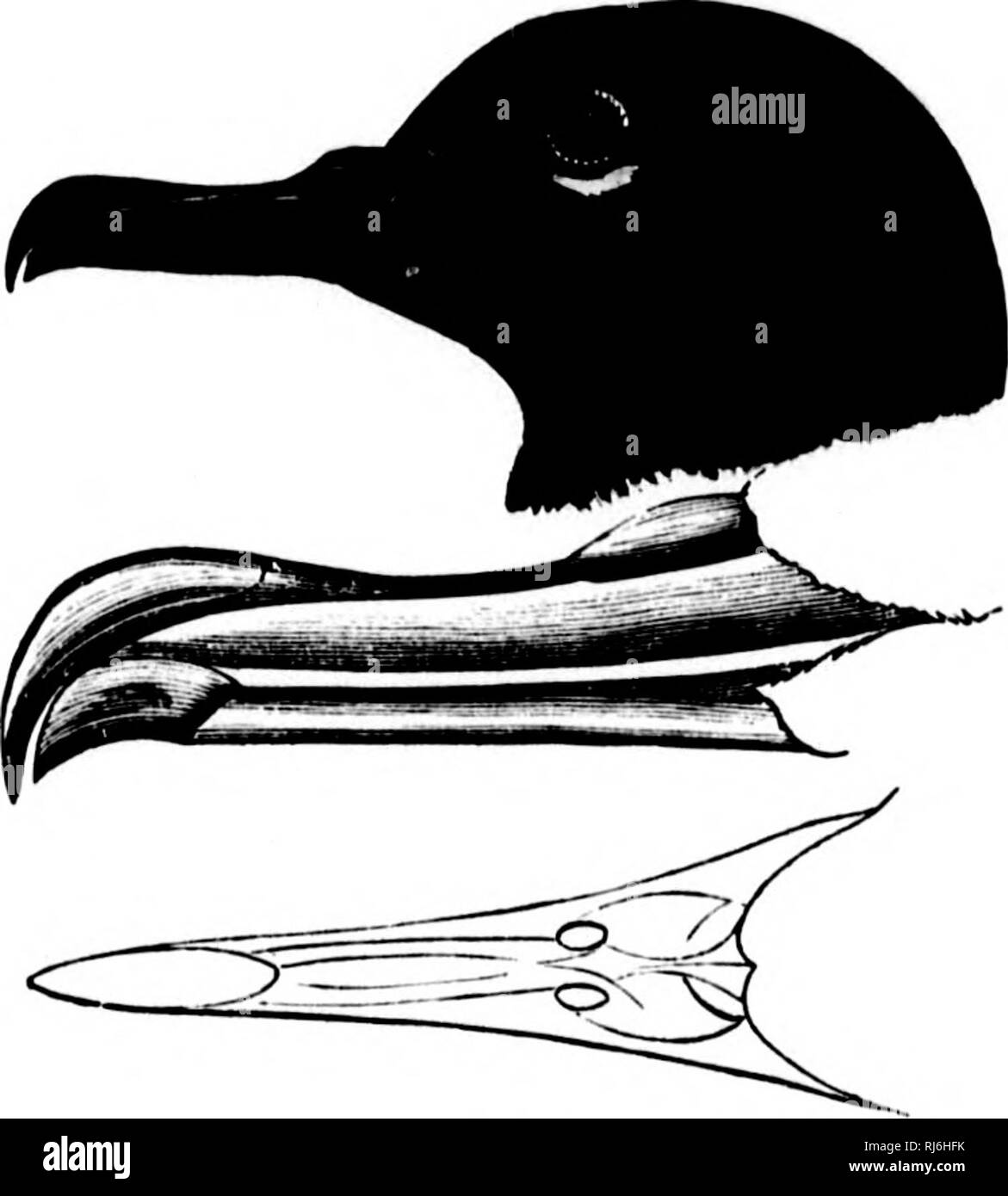 . Das Wasser Vögel von Nordamerika [microform]. Vögel; Wasser - Vögel; Oiseaux; Oiseaux aquatiques. Ich 390 DAS ROHR - gerochen Schwimmer - TUBINARES. Ich bin nicht awaio, dass alles, was in Bezug auf die liahits oder spezifische i) ECU-liarities dieser jüngsten Ergänzung unserer Fauna bekannt ist. Es war tirst mit auf unseren Paintic Küste met von Herrn John xantus am Kap St. Lucas, in Kalifornien, wliere er zwei schöne Exemplare beschafft. Es soll entlang der gesamten unserer ICH 'acitic Küste im Norden mindestens so Oregon zu kommen. Einige Eier sind von der Smithsonian Institution vom Meer - Küste im Norden Cal Stockfoto