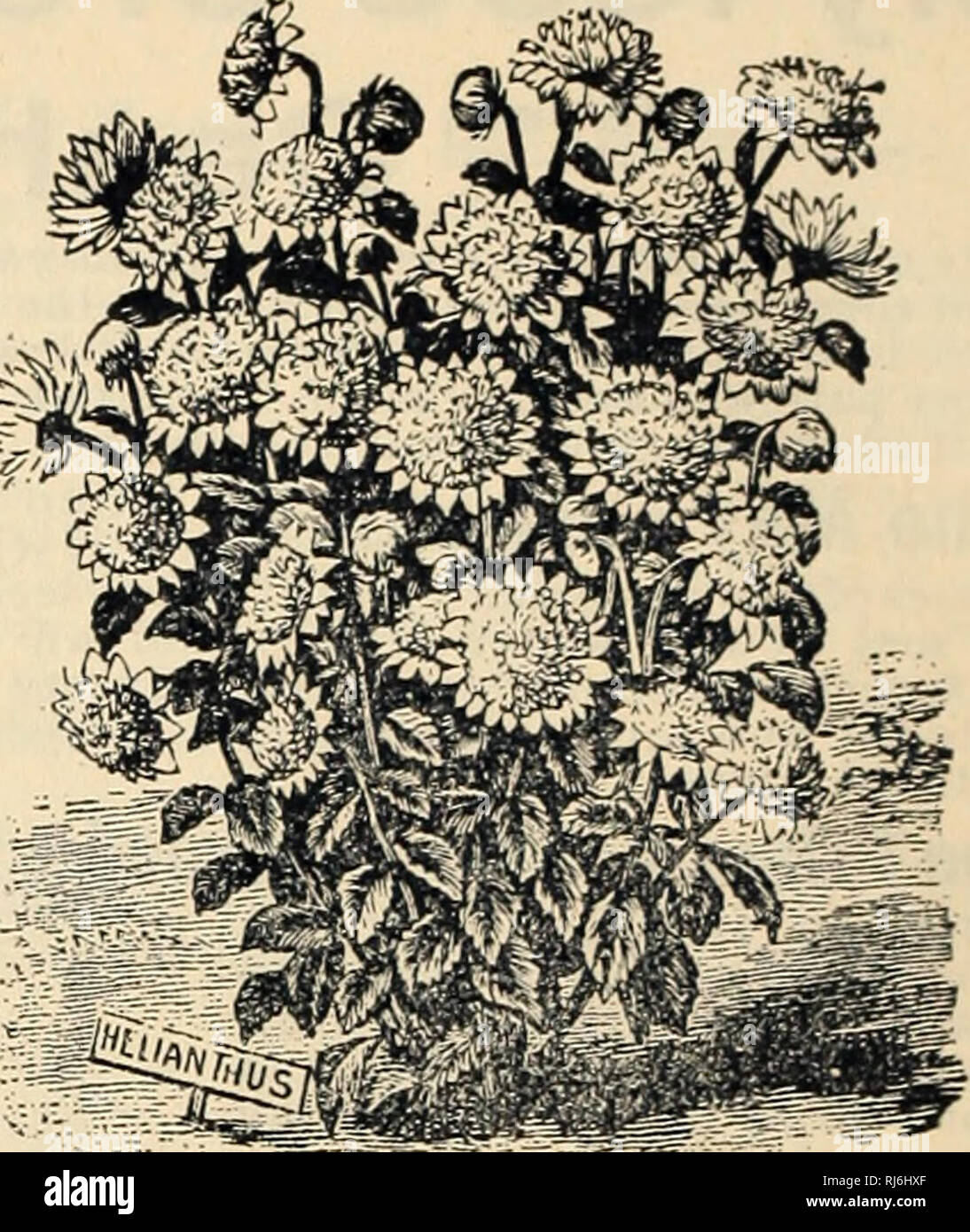 . Wahl Blumen Samen. Blumen Samen Kataloge; Samen Kataloge. Efeu. Eine starke, junge wachsende Pflanze dieser sehr Desir - beliebte Ivy wird iree per Mail als Prämie für einen 50-cent Reihenfolge gesendet. Als Zimmerpflanze ist es hervorragend für den besonderen Zweck, für den es ausgelegt ist. Es kann in eine beliebige Richtung, um die Wände der Zimmer geschult werden, über Bilder, Bögen usw., in einer künstlerischen Weise, und ist leicht in einer blühenden, gepflegten Zustand. Vergessen Sie nicht, das Laub oft zu waschen cff den Staub und die Poren offen zu halten. Bedingungen für die Prämien. Die Prämien auf dieser Seite beschrieben werden angeboten Stockfoto . Wahl Blumen Samen. Blumen Samen Kataloge; Samen Kataloge. Efeu. Eine starke, junge wachsende Pflanze dieser sehr Desir - beliebte Ivy wird iree per Mail als Prämie für einen 50-cent Reihenfolge gesendet. Als Zimmerpflanze ist es hervorragend für den besonderen Zweck, für den es ausgelegt ist. Es kann in eine beliebige Richtung, um die Wände der Zimmer geschult werden, über Bilder, Bögen usw., in einer künstlerischen Weise, und ist leicht in einer blühenden, gepflegten Zustand. Vergessen Sie nicht, das Laub oft zu waschen cff den Staub und die Poren offen zu halten. Bedingungen für die Prämien. Die Prämien auf dieser Seite beschrieben werden angeboten Stockfoto